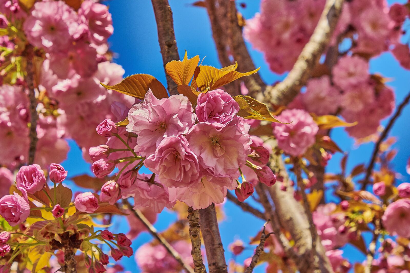 Nikon D7200 sample photo. Flower, cherry, tree photography