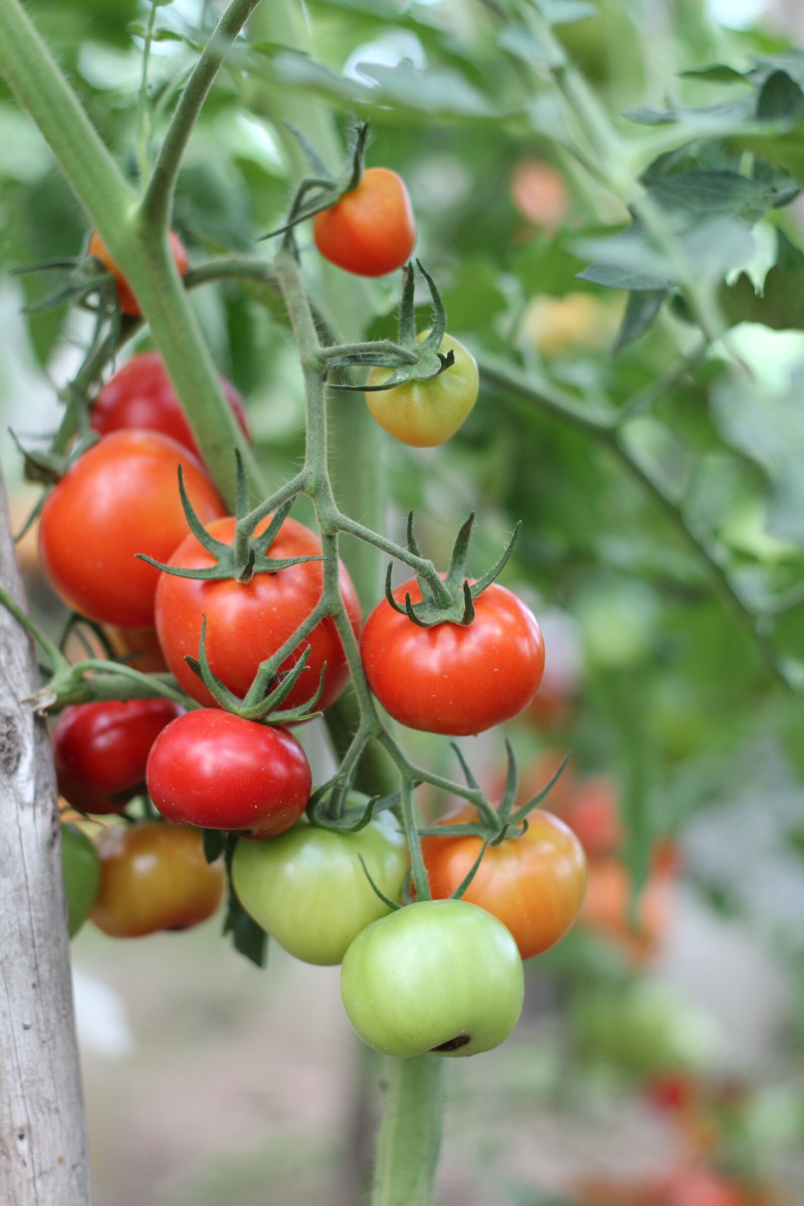 Canon EOS 600D (Rebel EOS T3i / EOS Kiss X5) + Canon EF 50mm F1.8 II sample photo. Tomatoes, dacha, vegetables photography