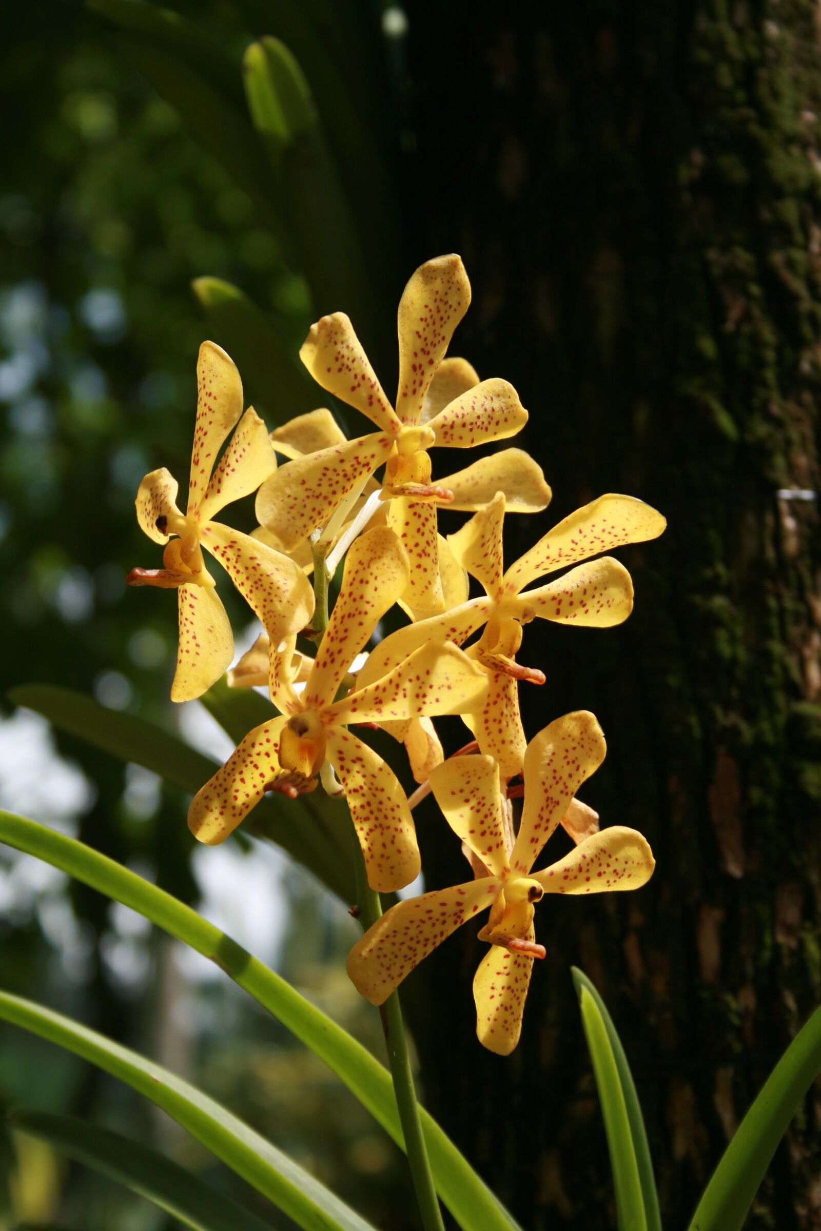 Canon EOS 400D (EOS Digital Rebel XTi / EOS Kiss Digital X) sample photo. Singapore, orchids, flowers photography