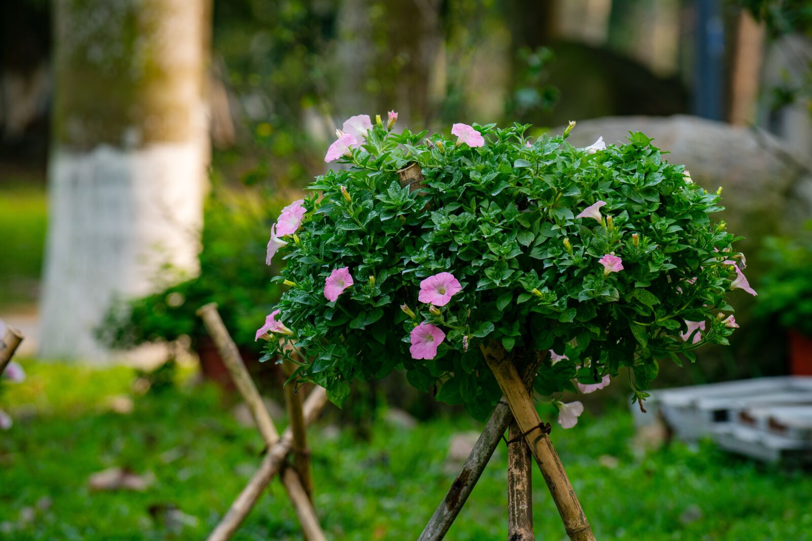 Nikon D810 sample photo. Flower, nest workshop, tree photography
