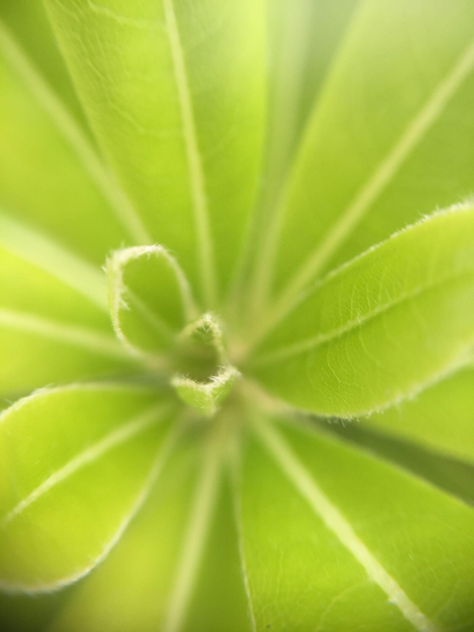 Apple iPhone 6 sample photo. Flower, macro photography