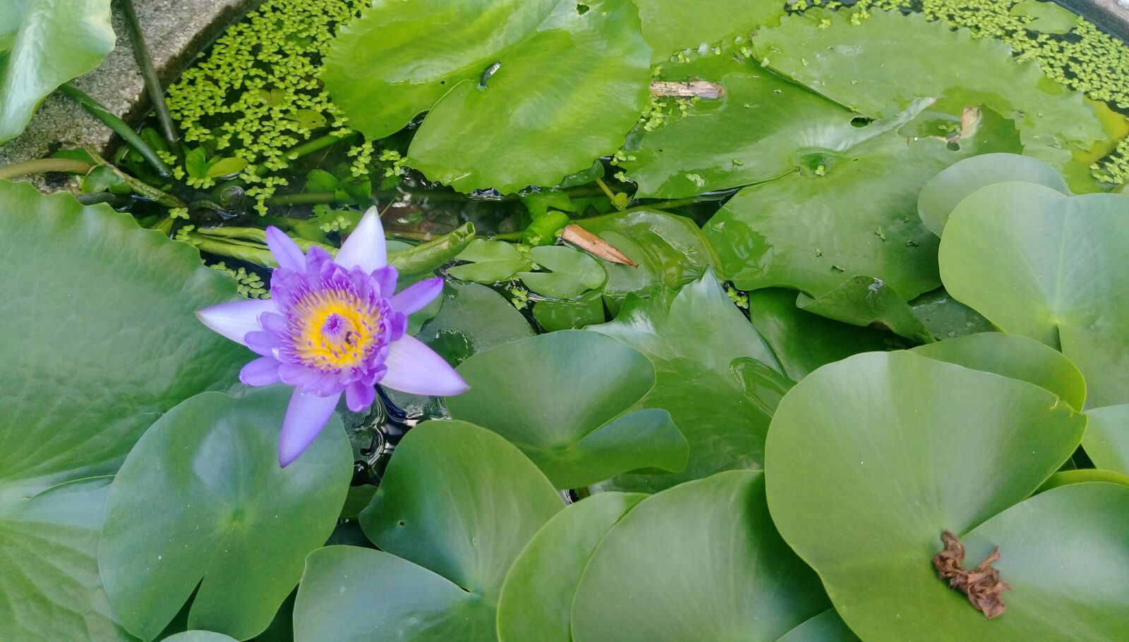 HTC ONE X9 DUAL SIM sample photo. Lotus, clear the net photography