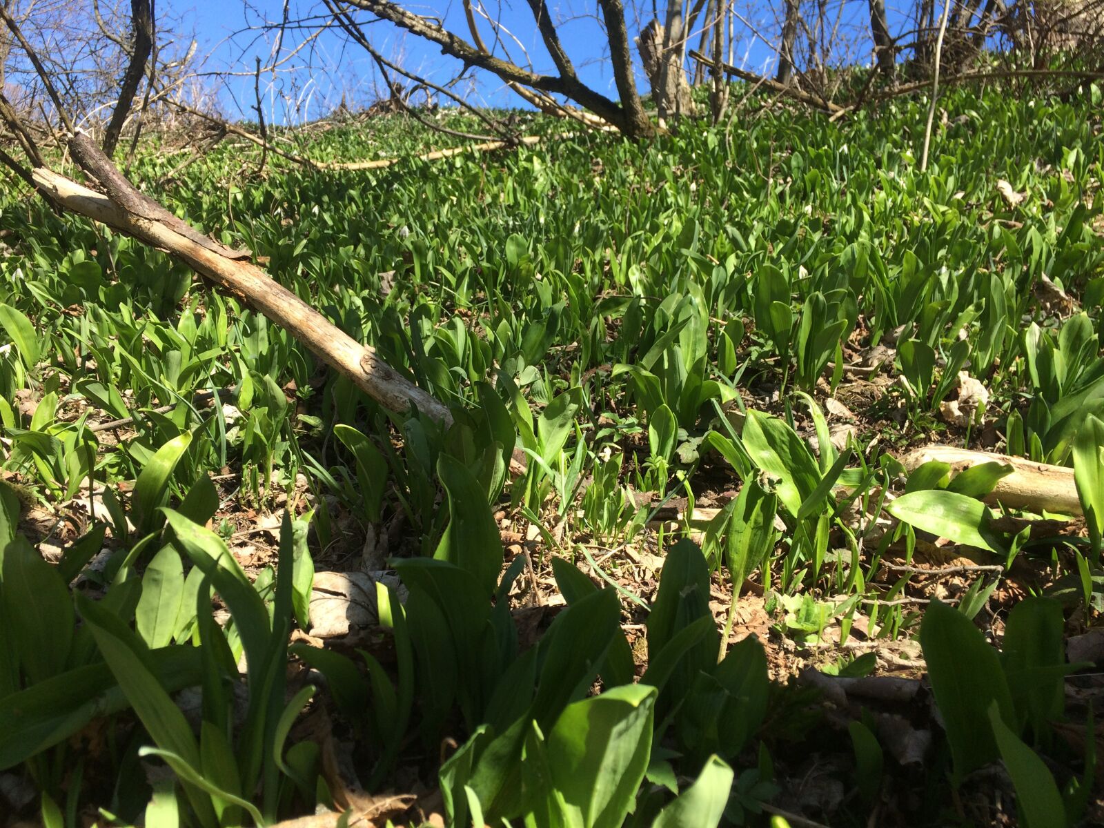 iPhone 5s back camera 4.15mm f/2.2 sample photo. Garlic, health, nature photography