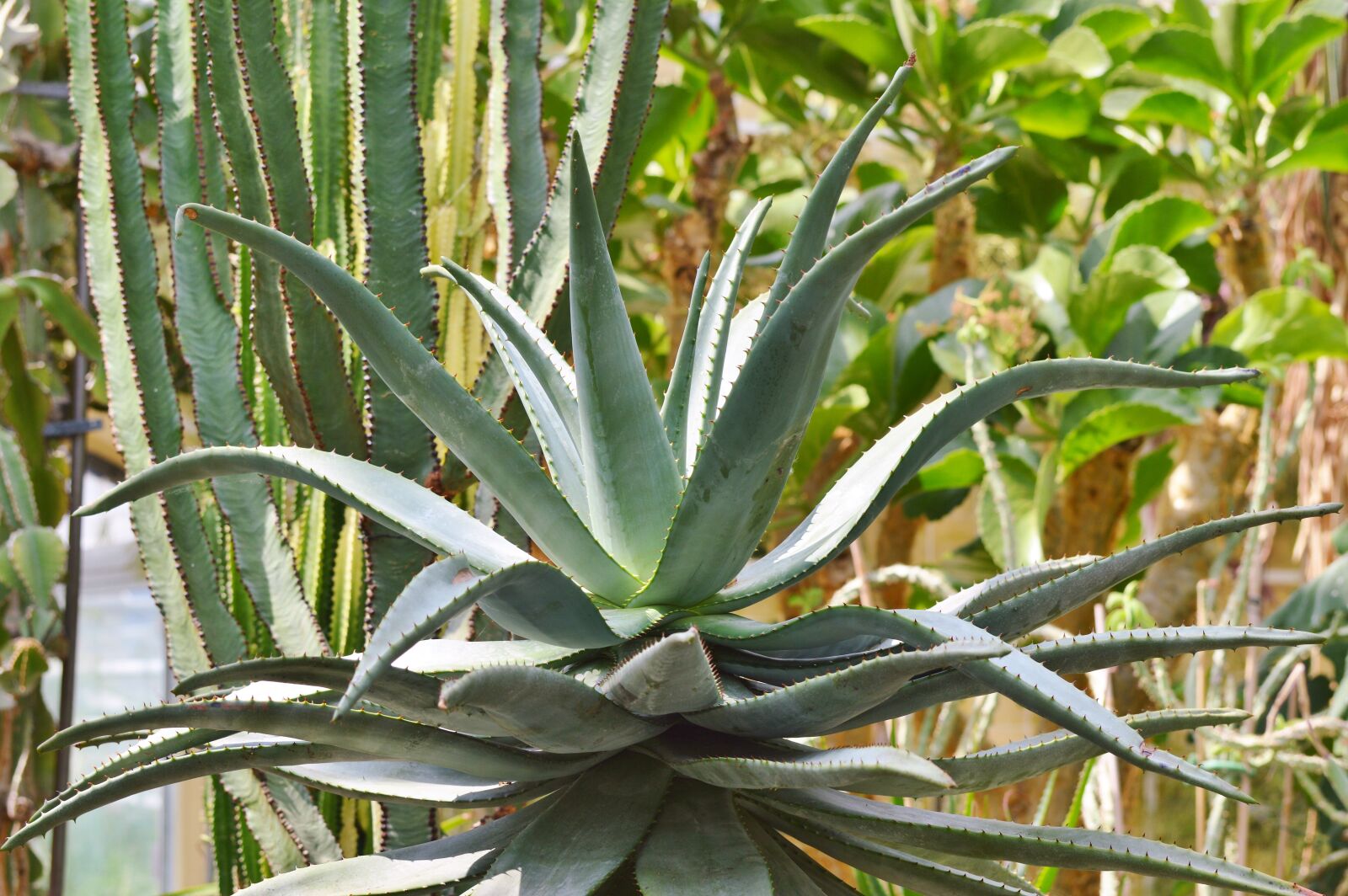Nikon D3200 sample photo. Agave, cactus, succulent photography