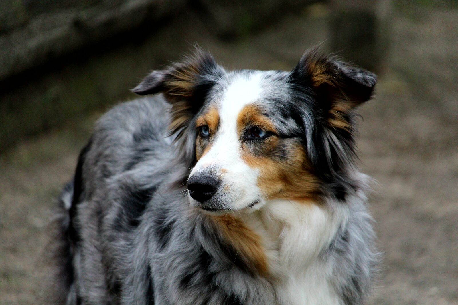 Canon EOS 1200D (EOS Rebel T5 / EOS Kiss X70 / EOS Hi) sample photo. Dog, pet, animal photography