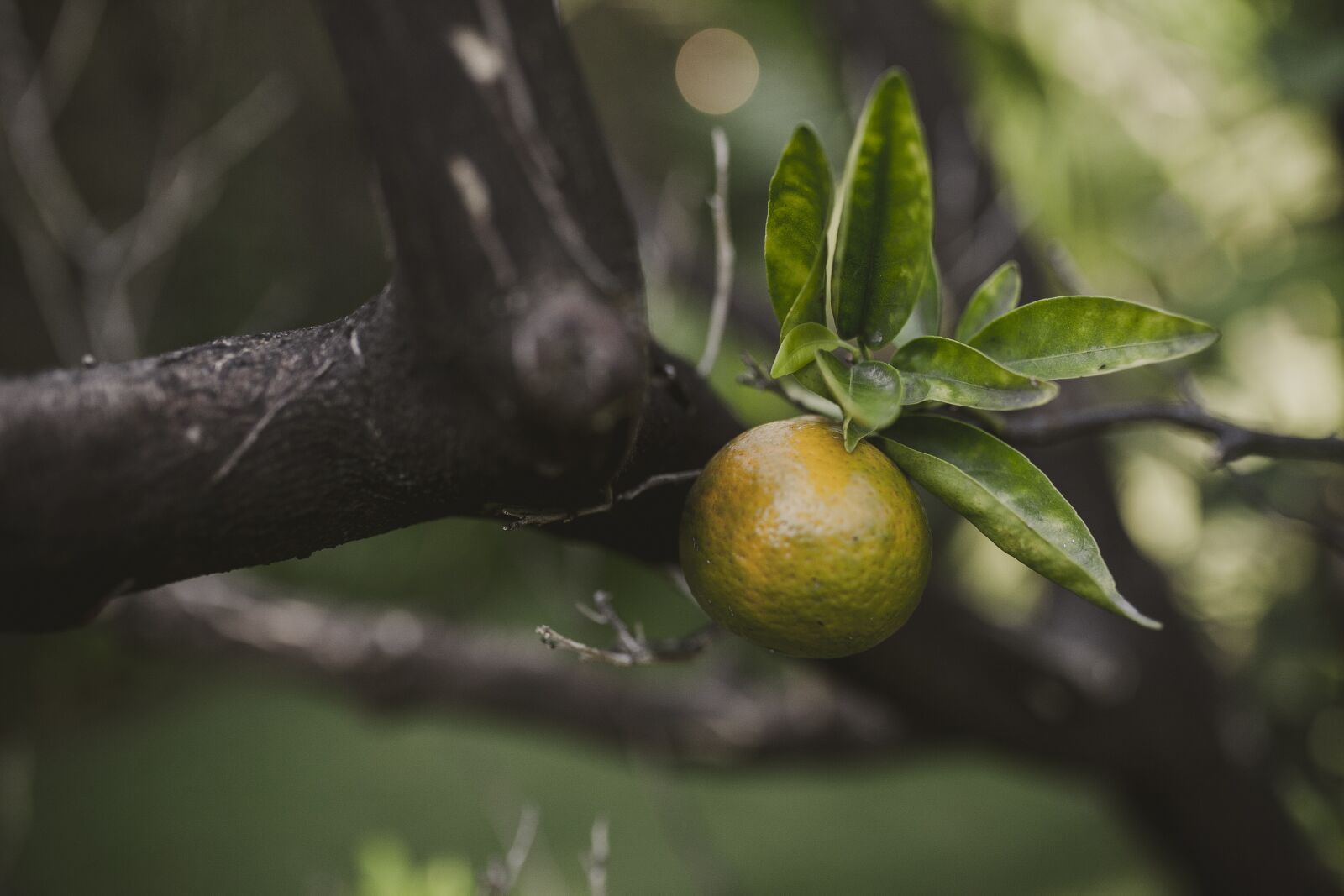 Canon EOS 5D sample photo. Nature, fruit, food photography
