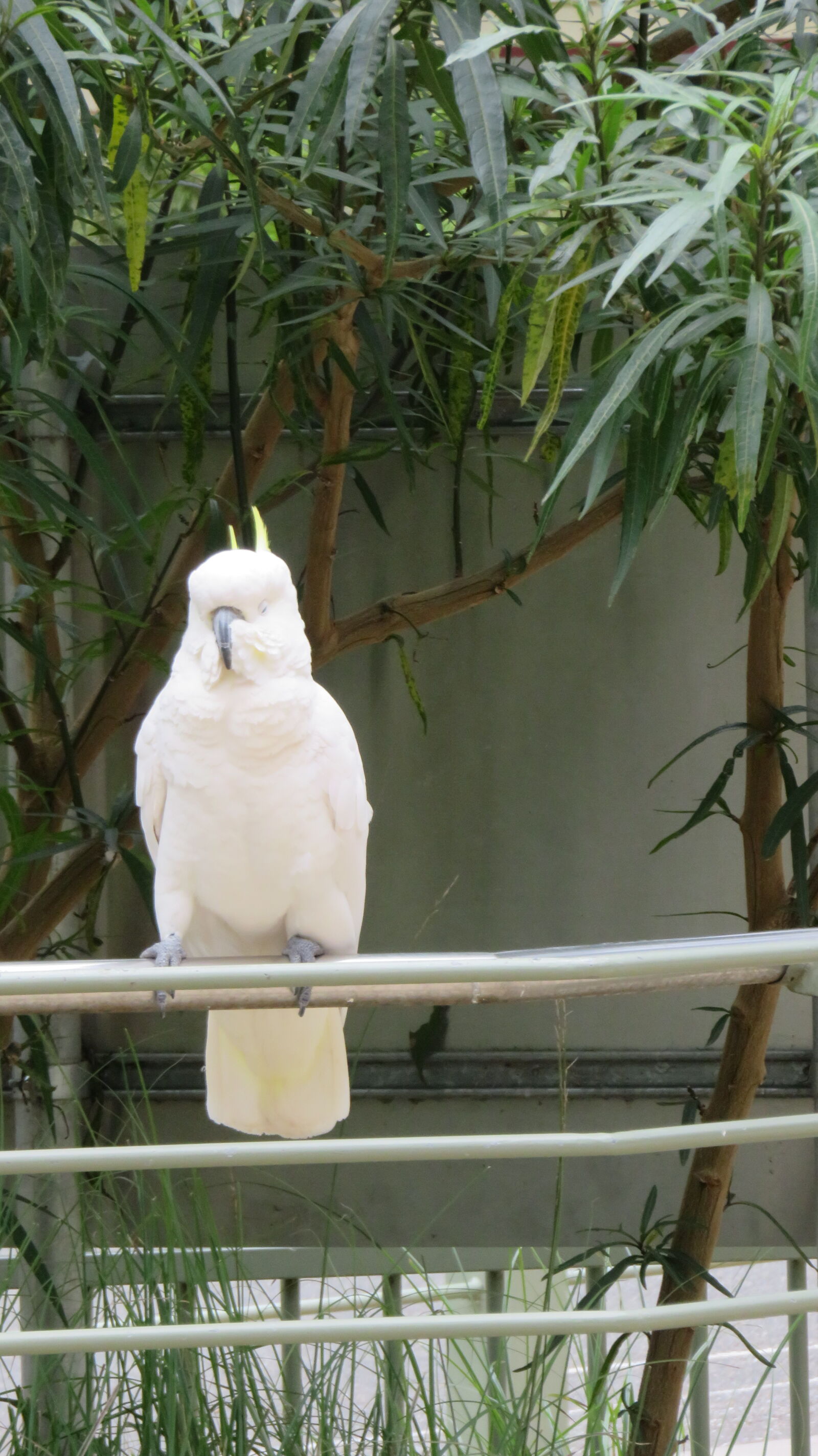 Canon PowerShot SX710 HS sample photo