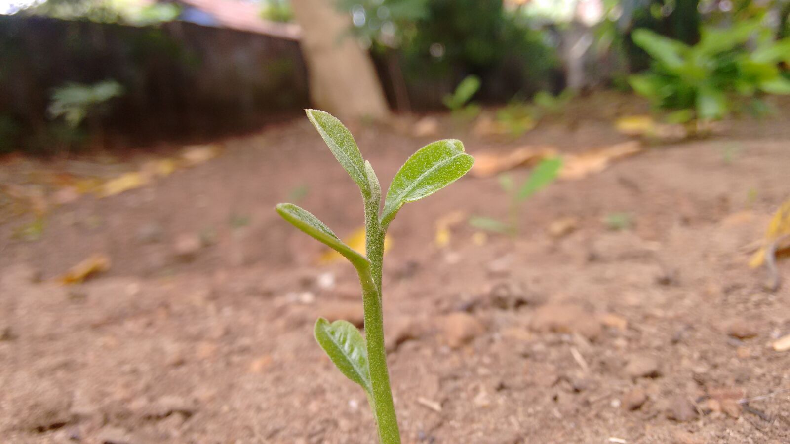Motorola Moto G (2nd Gen) sample photo. Plant photography