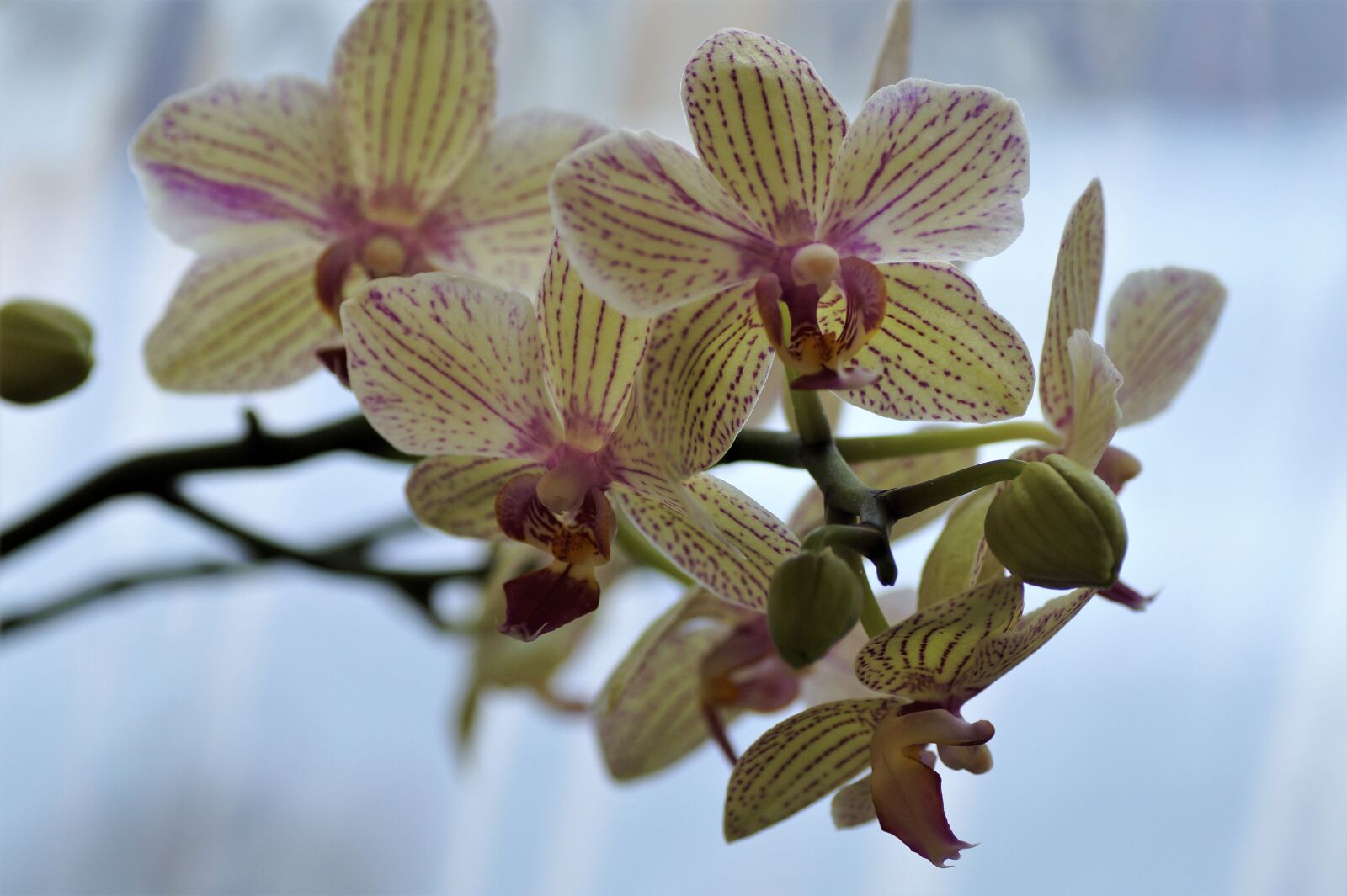 Sony SLT-A58 sample photo. Orchidea, exotic flower, flower photography