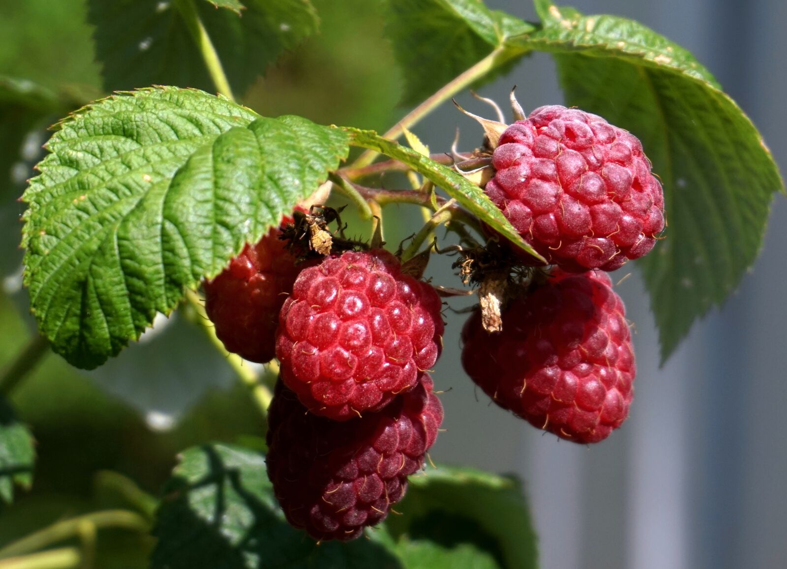 Sony Alpha a5000 (ILCE 5000) sample photo. Raspberries, ripe, red photography