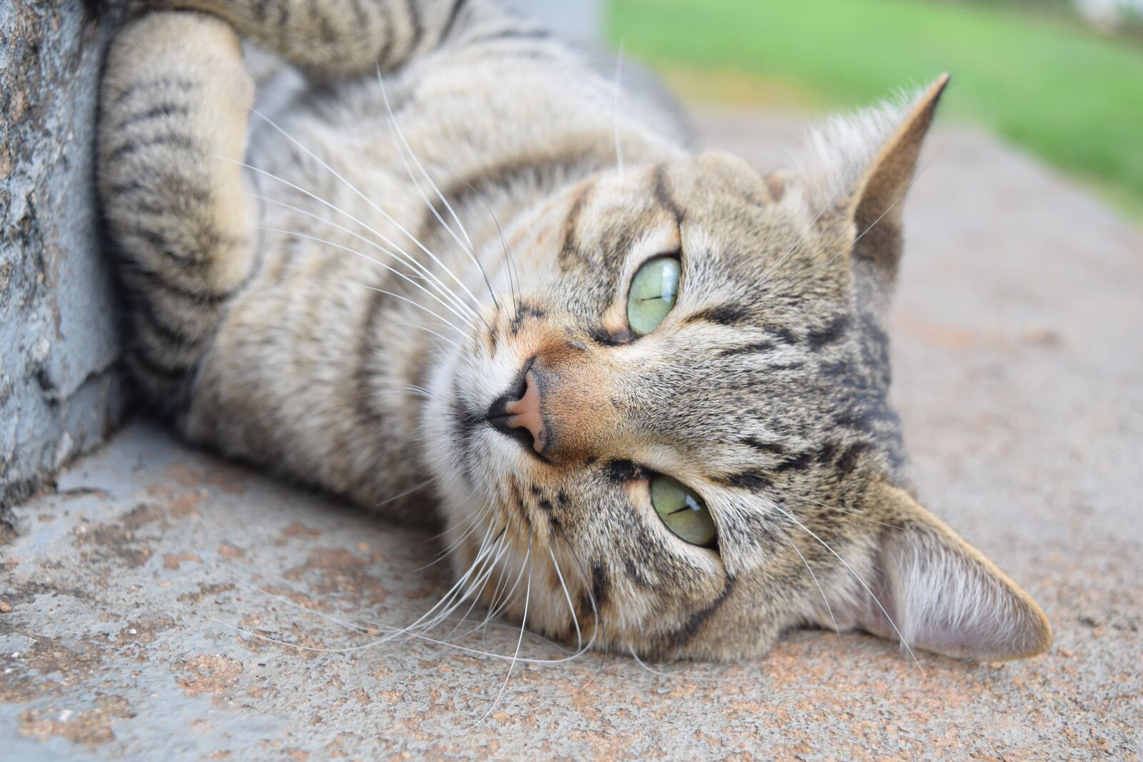 Nikon D5300 sample photo. Animal, cat, pet photography