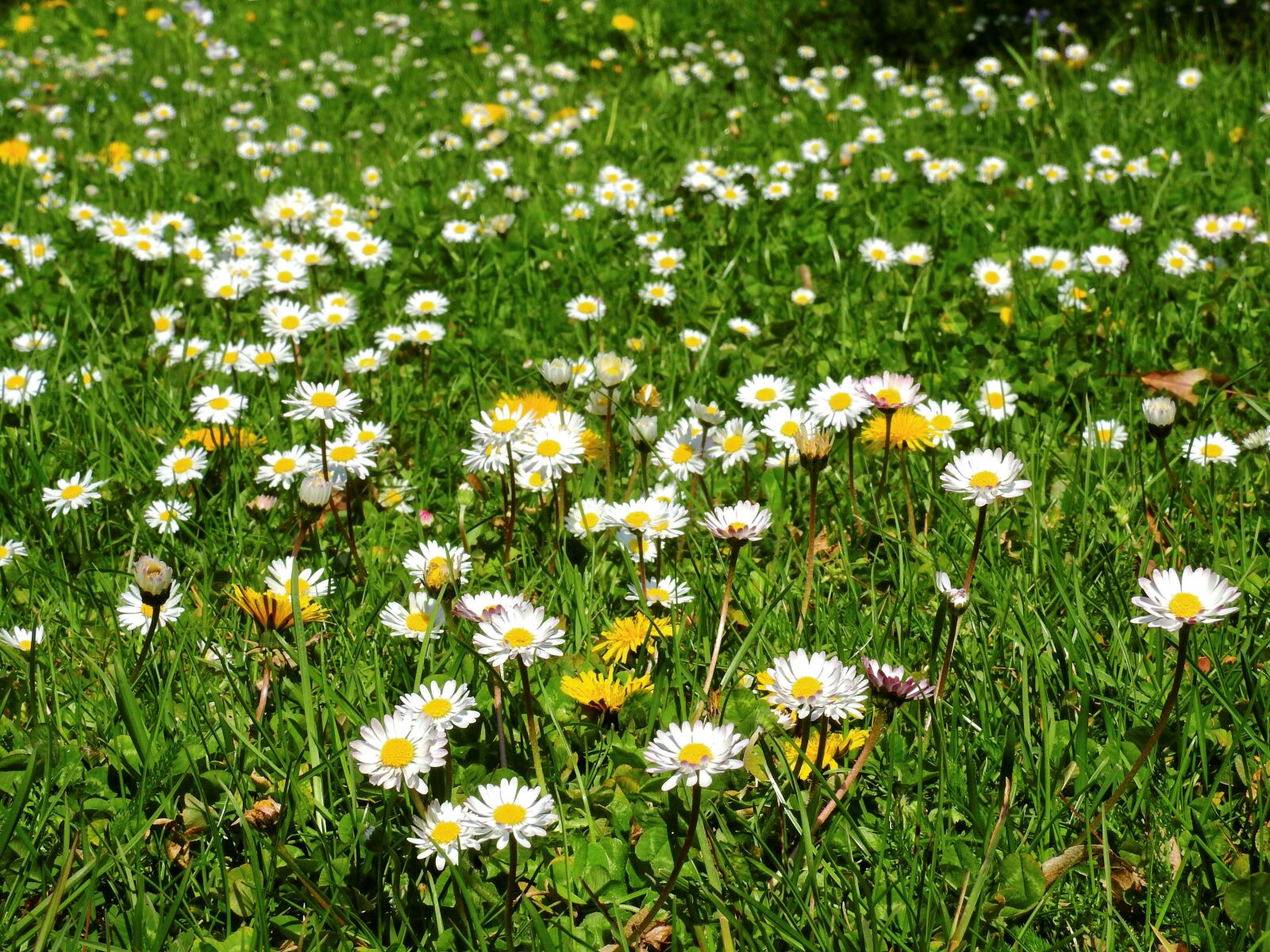 Nikon Coolpix P900 sample photo. Meadow, flower meadow, daisy photography