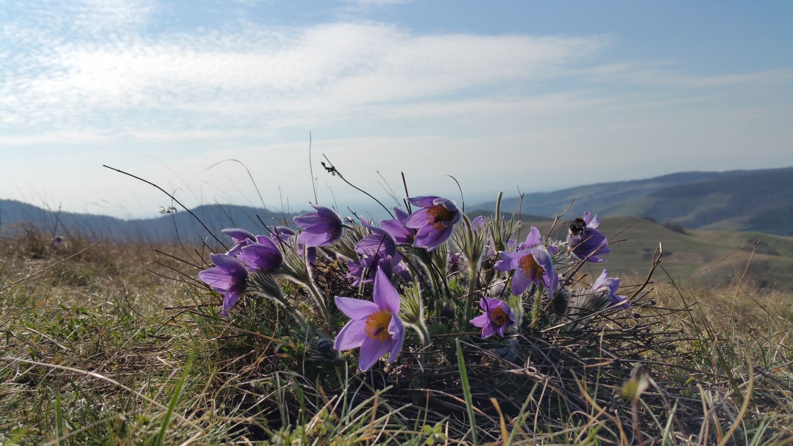 Samsung Galaxy Note4 sample photo. Pasque flower, pasqueflower, flower photography