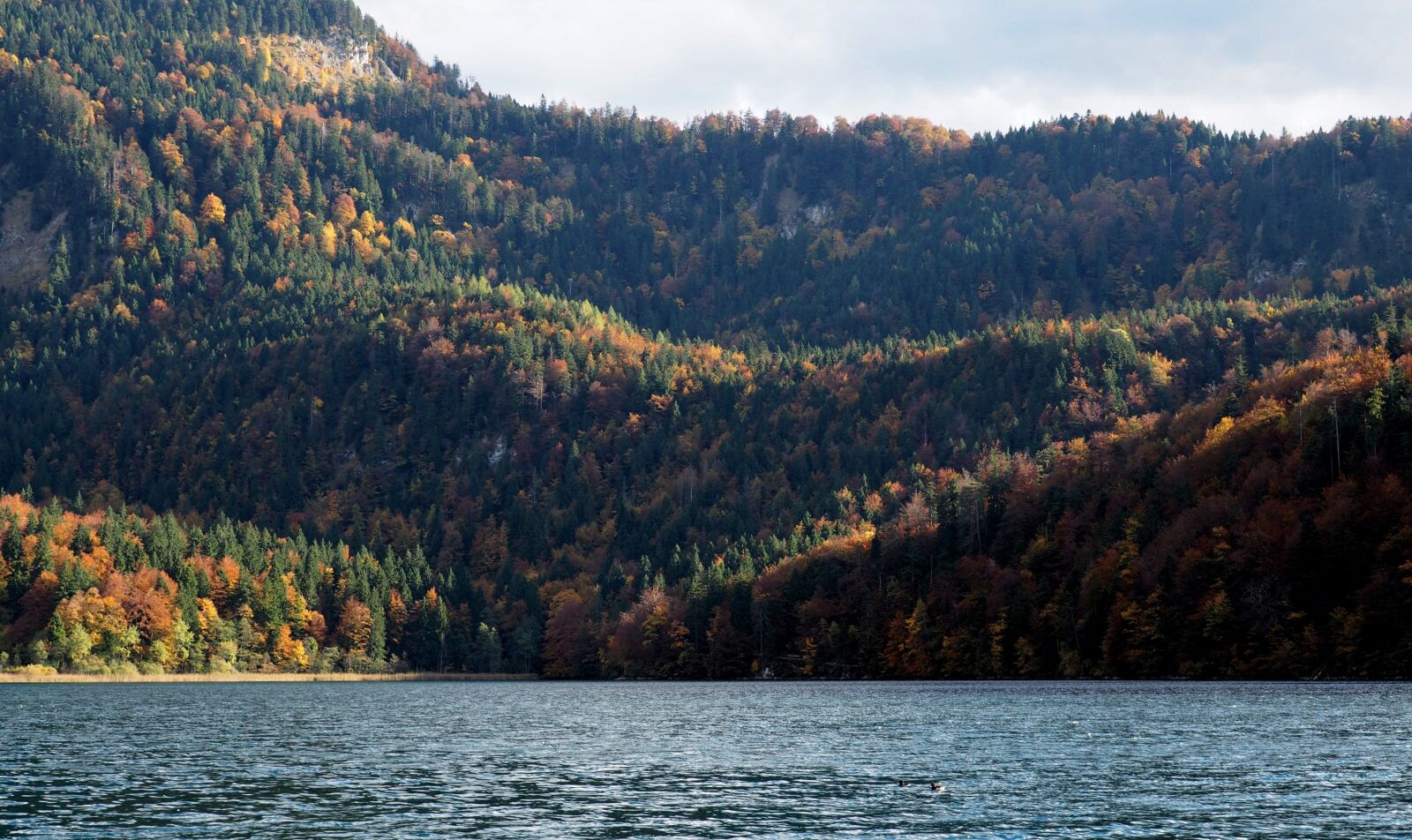 Olympus OM-D E-M10 sample photo. Fall, forest, trees photography