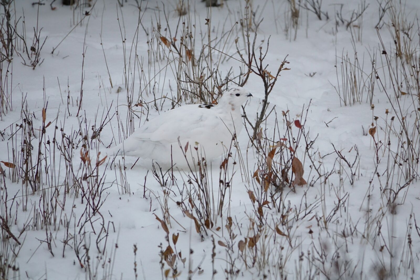 Sony Cyber-shot DSC-RX10 III sample photo. Ptarmigan, arctic, snow photography