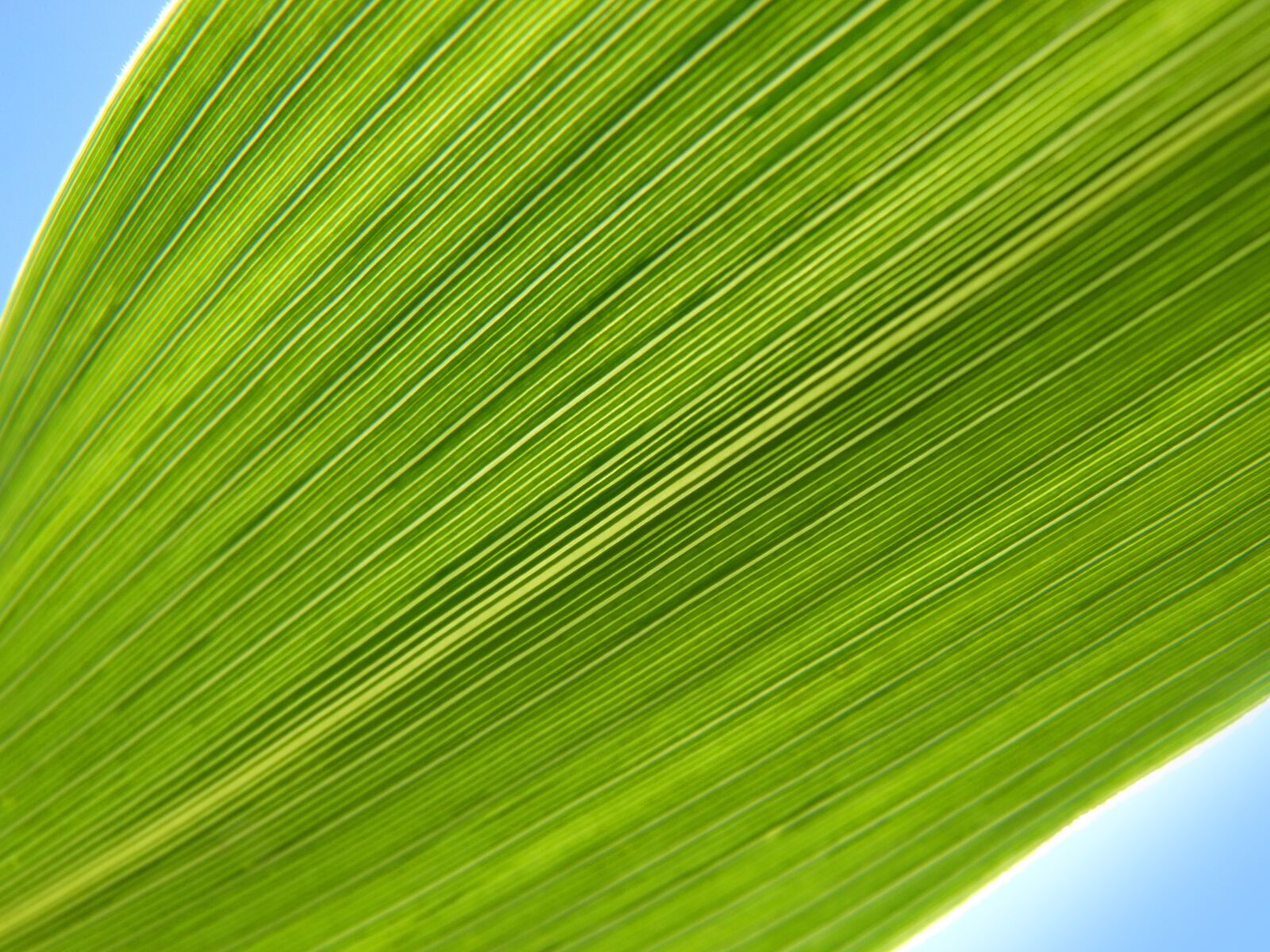 Panasonic DMC-FZ62 sample photo. Leaf, lines, abstract background photography