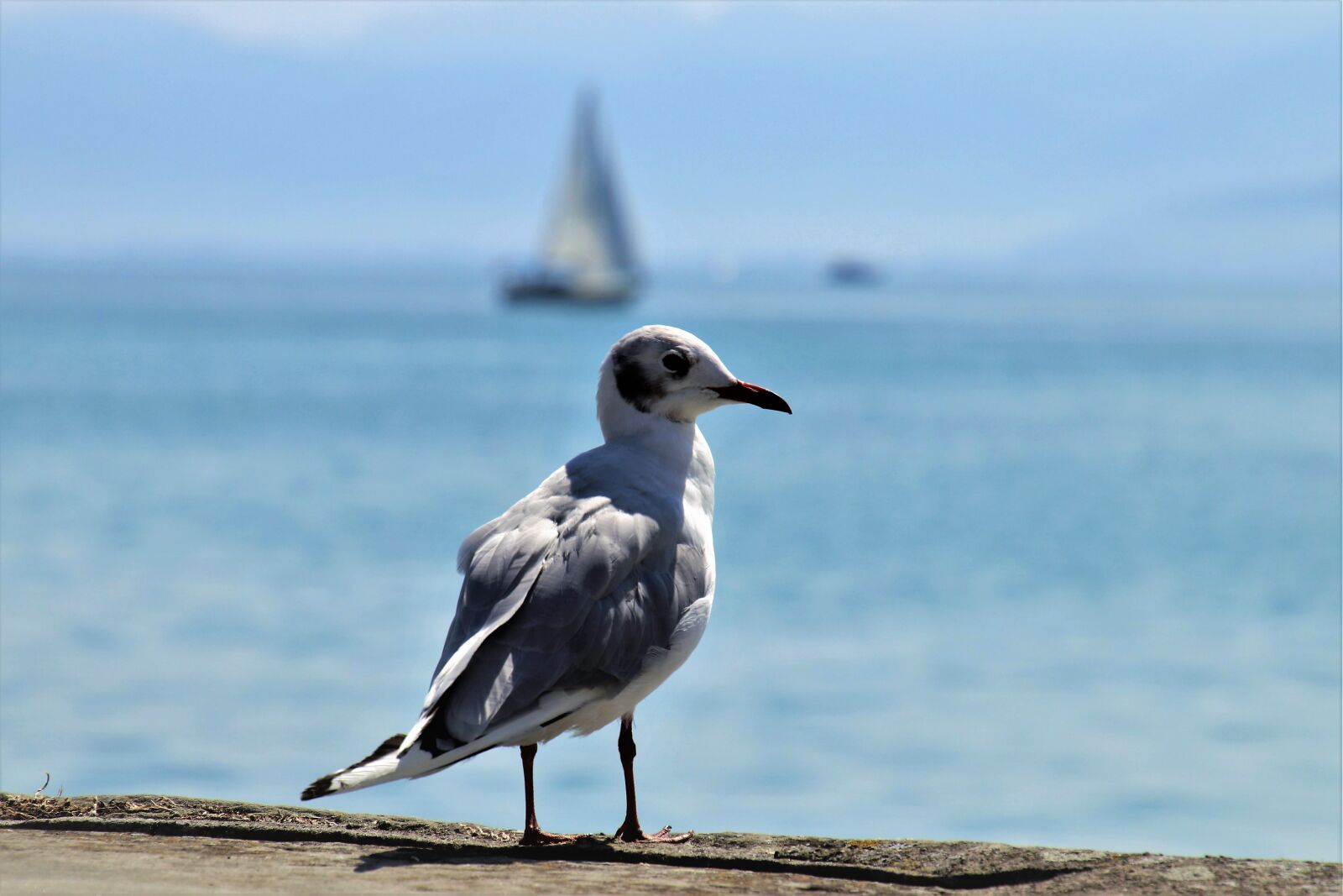 Canon EOS 80D sample photo. Seagull, bird, the horizon photography