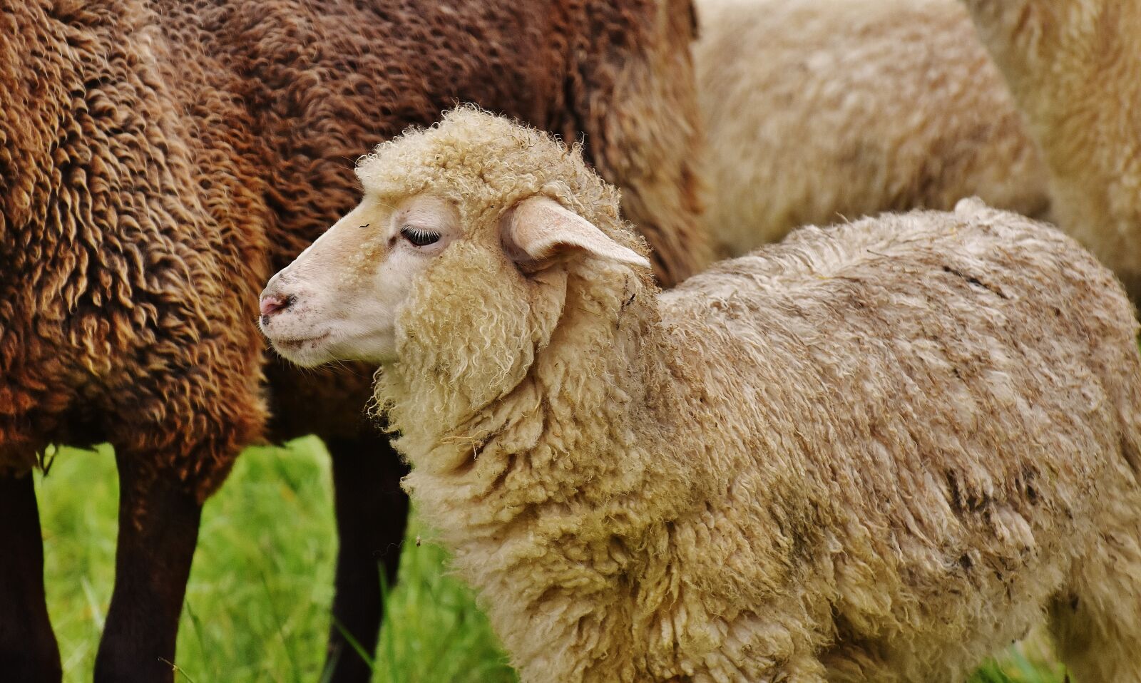 Nikon D7200 sample photo. Sheep, animal, meadow photography