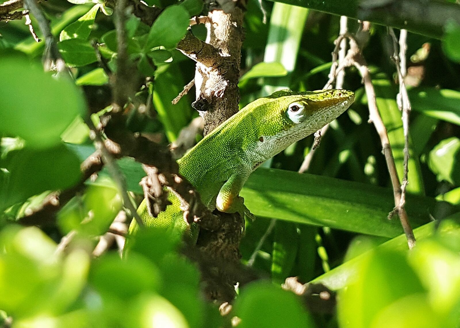 Samsung Galaxy Note5 sample photo. Lizard, reptile, camouflage photography