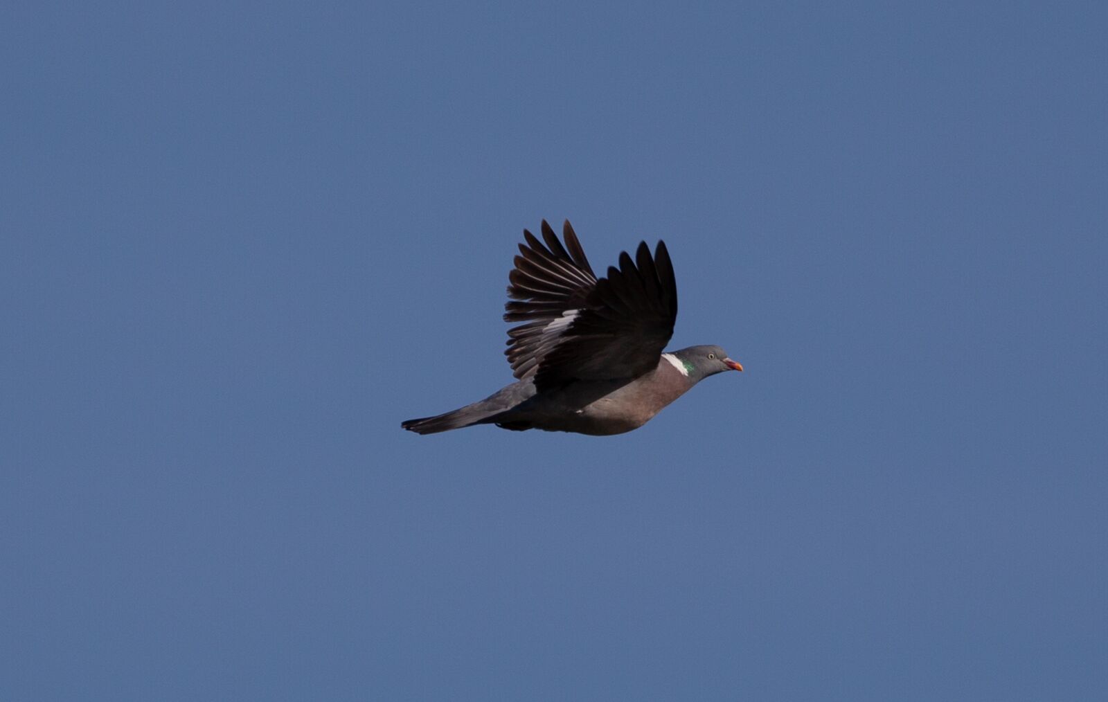 Canon EOS 5D Mark II sample photo. Pigeon flying, pigeon, wood photography