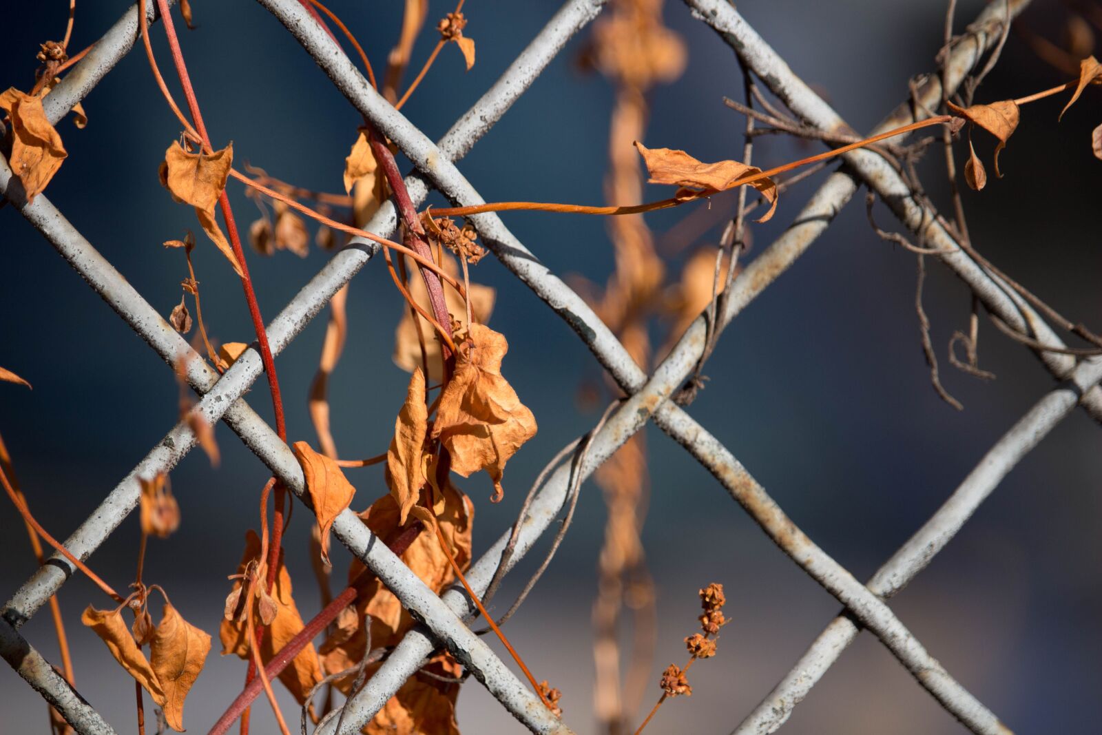 Canon EOS 100D (EOS Rebel SL1 / EOS Kiss X7) sample photo. Fence, fence grid, grid photography