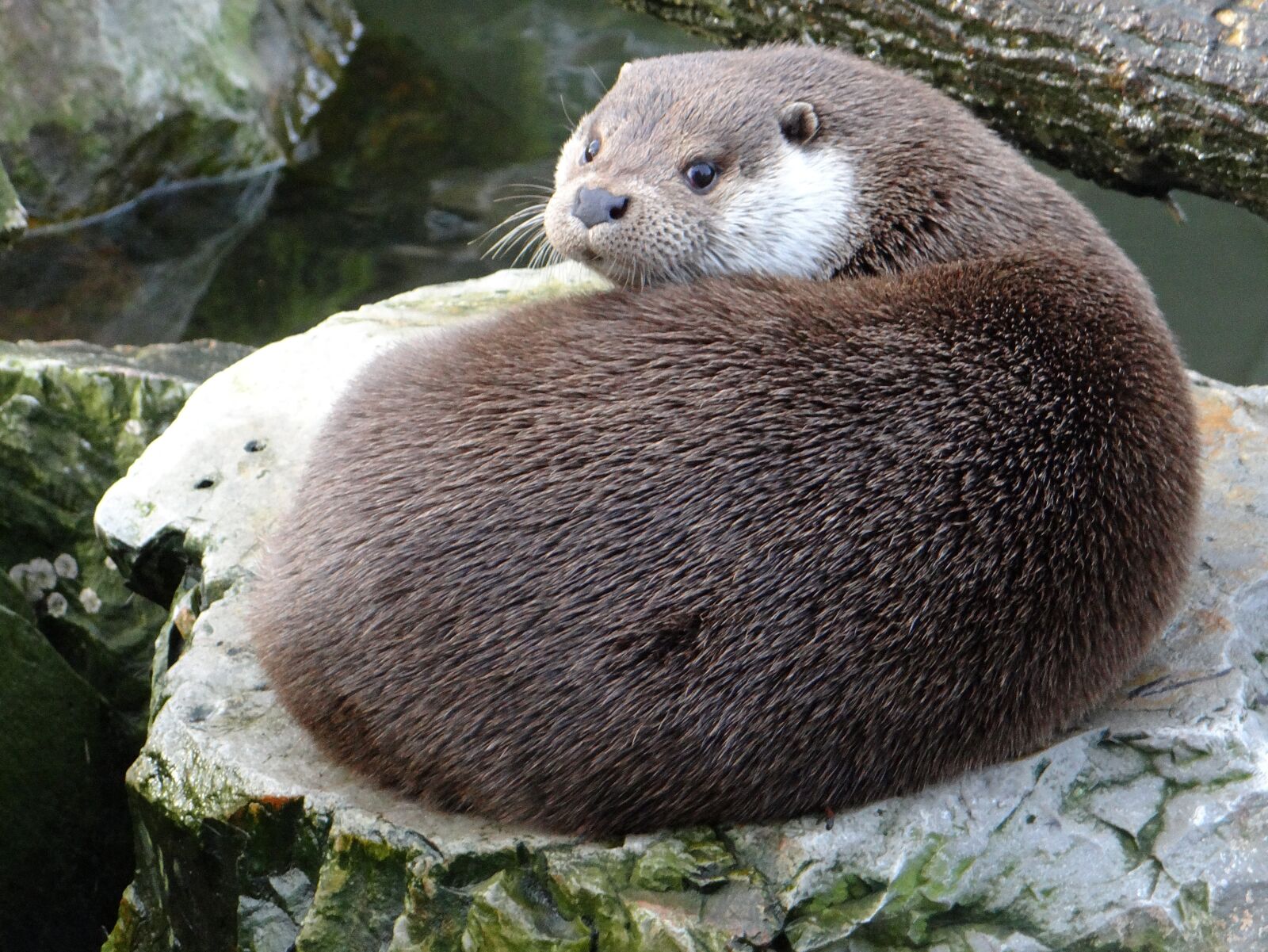 Sony DSC-HX200V sample photo. European otter, lutra lutra photography