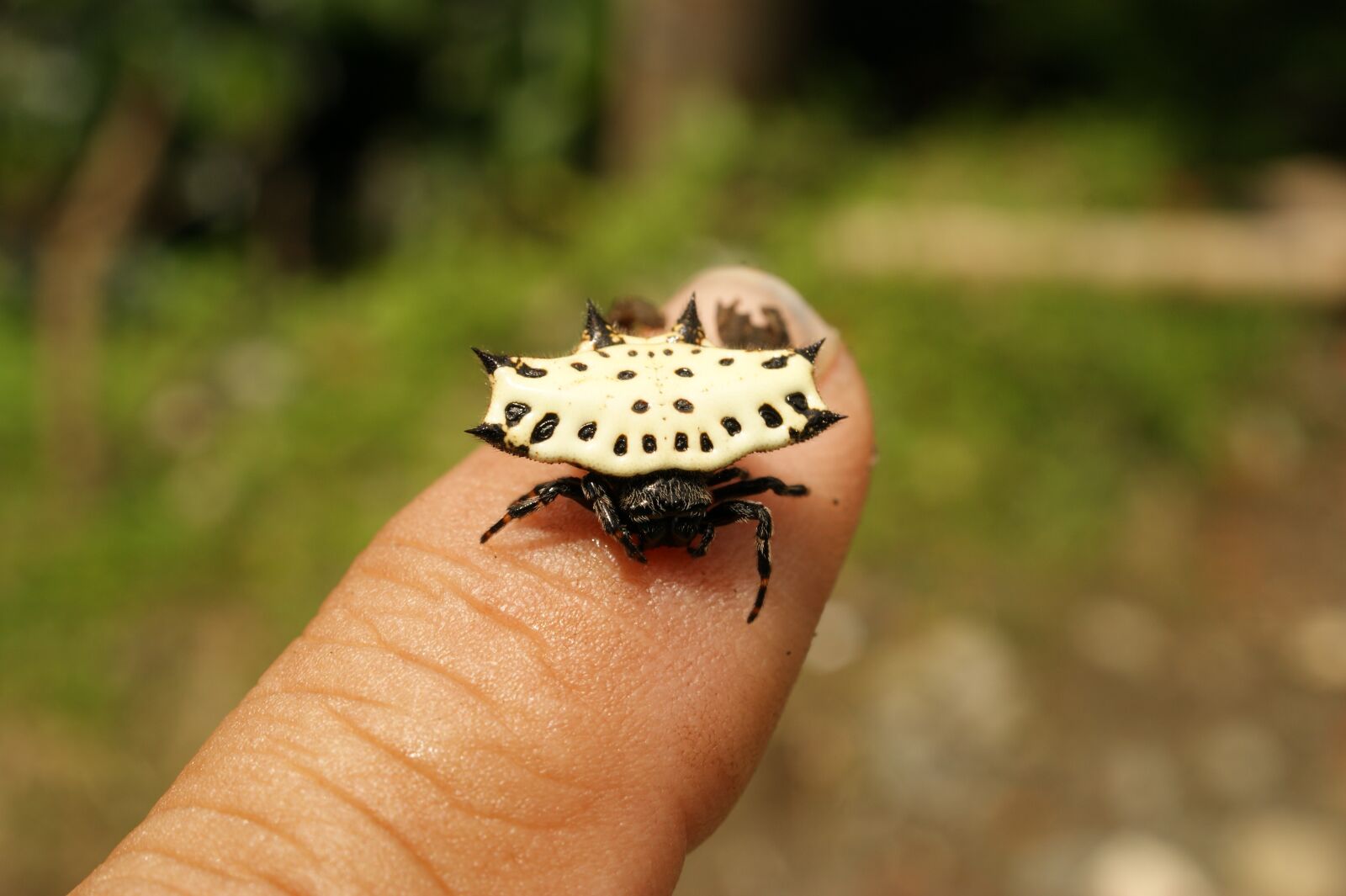 Sony Alpha DSLR-A390 sample photo. Insects, thebaid, quindio photography