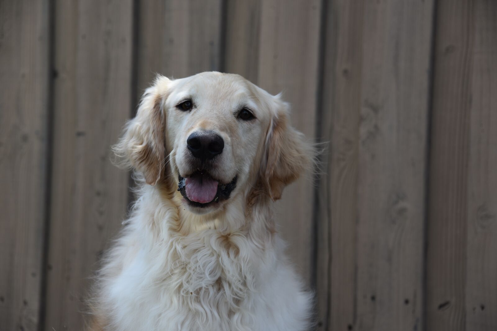Nikon D750 sample photo. Dog, animal, puppy photography