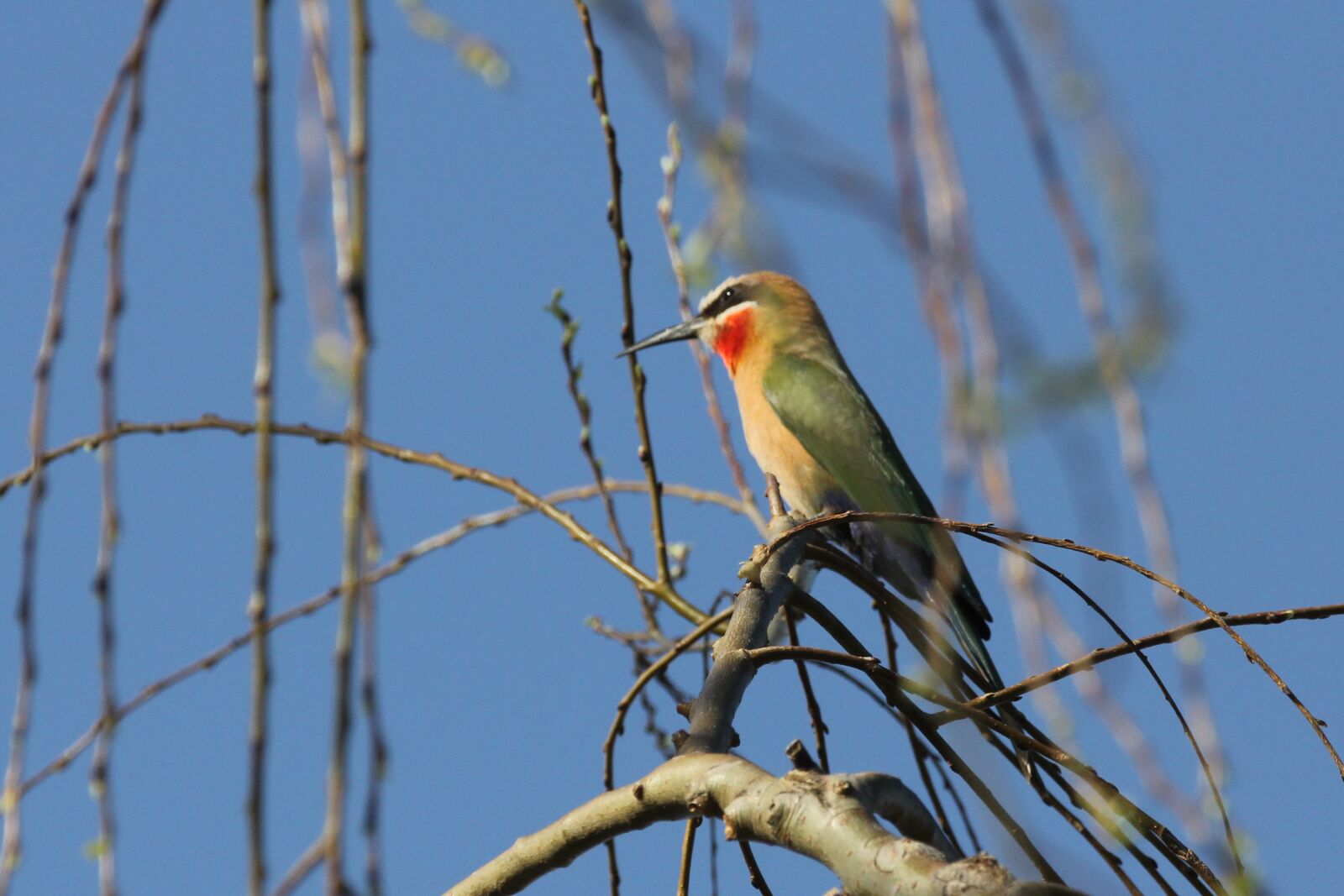 Canon EF 70-200mm F2.8L IS II USM sample photo. White-fronted, bee-eater, bee photography