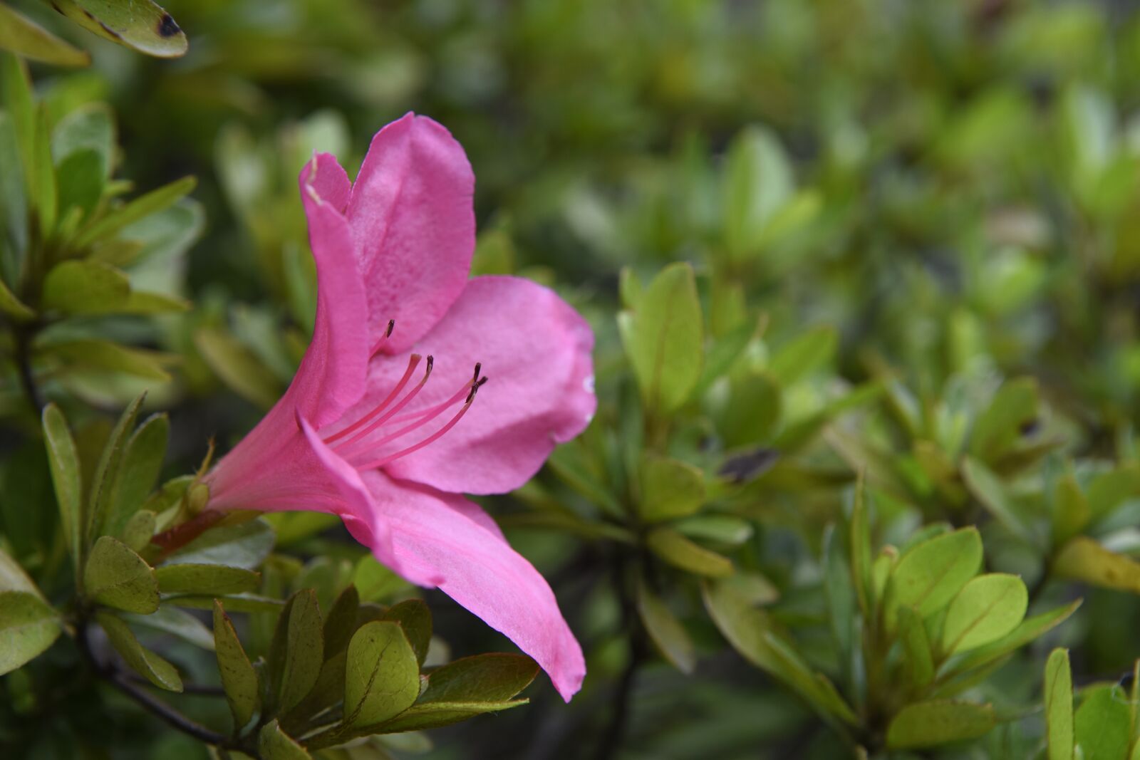 Nikon D7200 sample photo. Horn, small pink, geranium photography