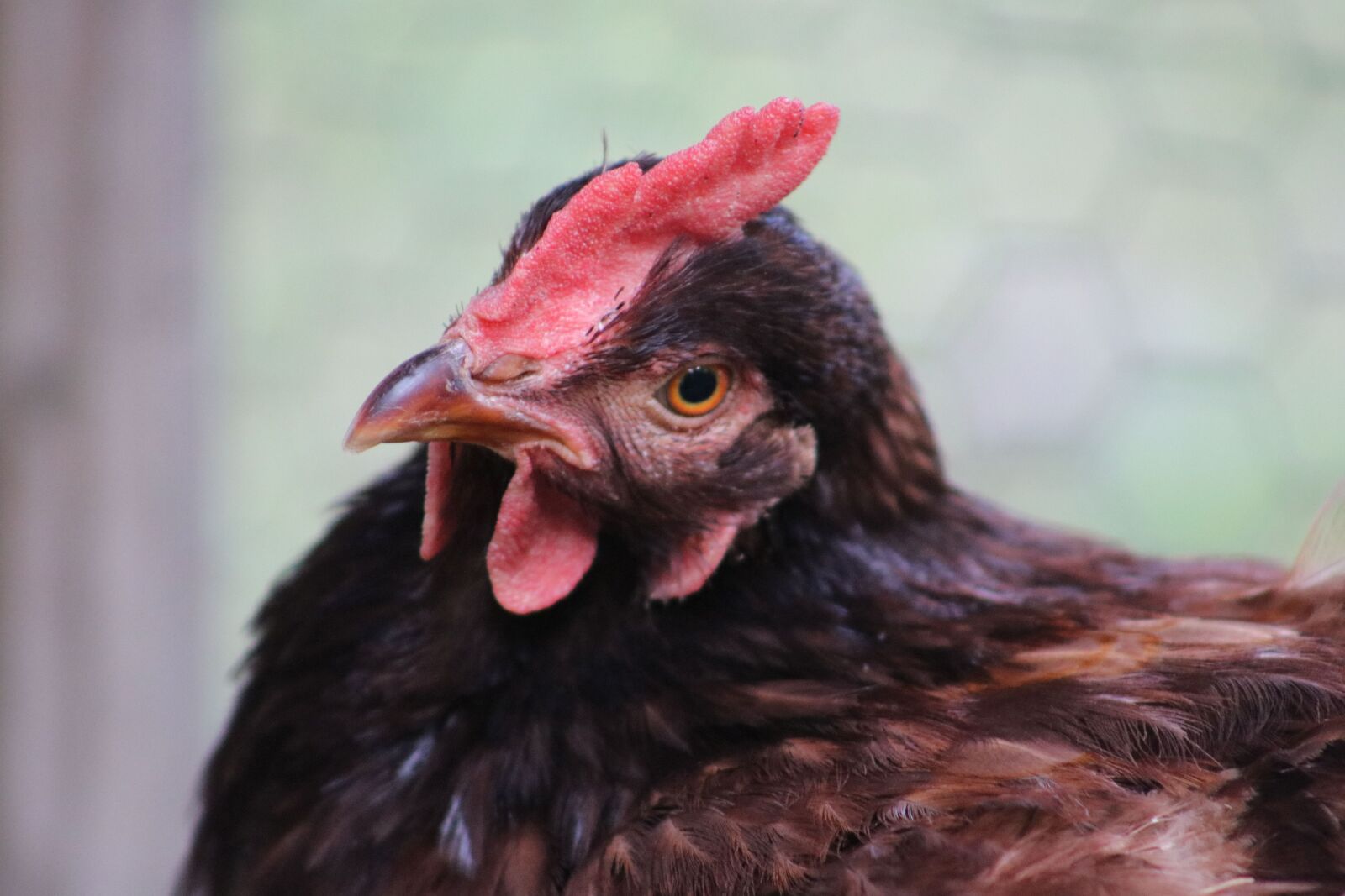 Canon EOS 750D (EOS Rebel T6i / EOS Kiss X8i) + Canon EF75-300mm f/4-5.6 sample photo. Listen, consider, chicken photography