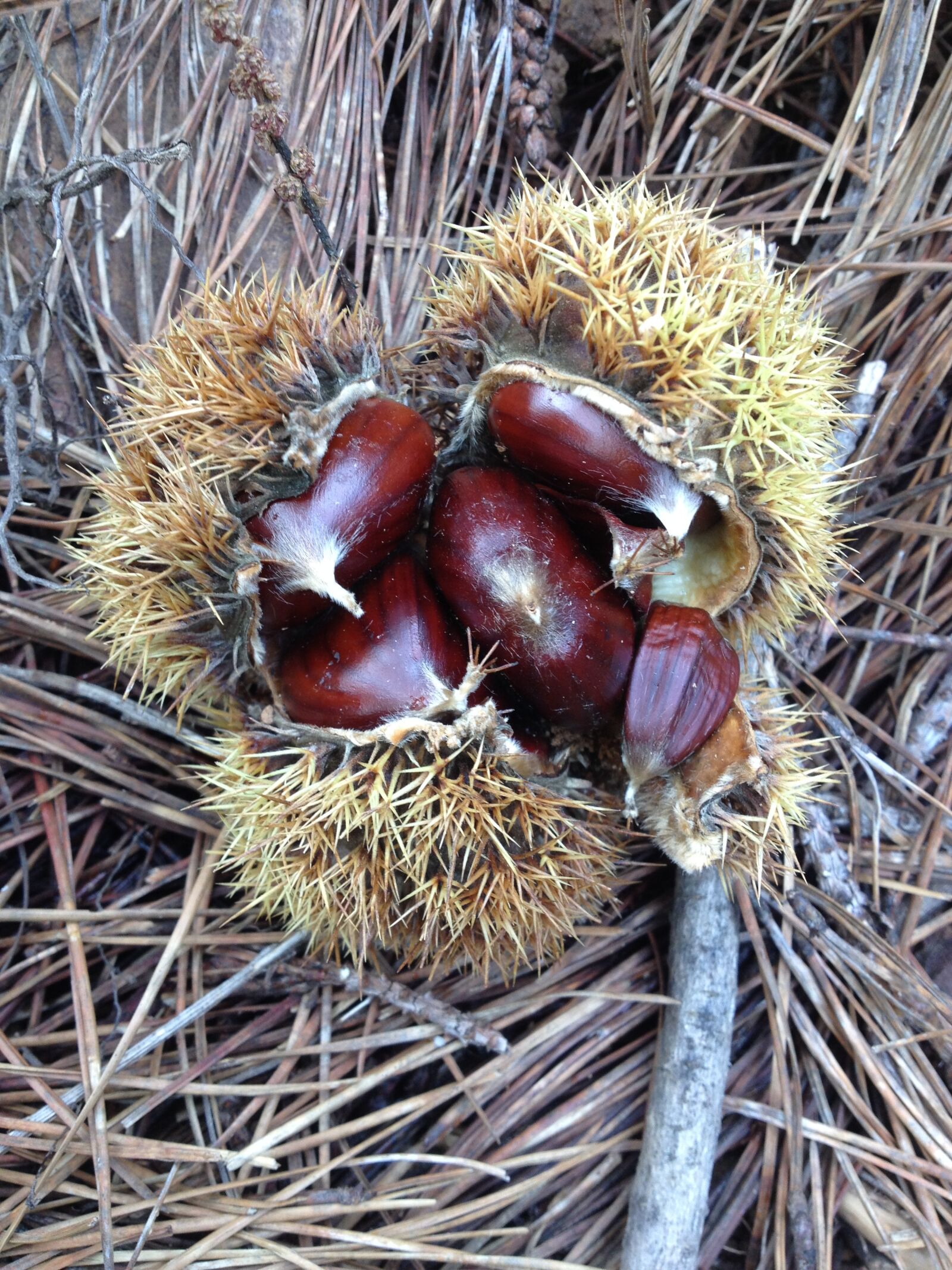 iPhone 4S back camera 4.28mm f/2.4 sample photo. Chestnut, autumn, brown photography