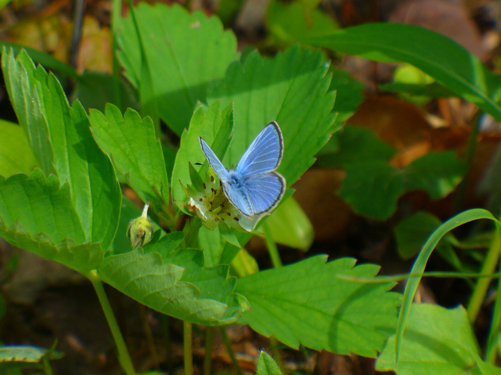 Panasonic DMC-LZ2 sample photo. Bleu, butterfly, papillon photography
