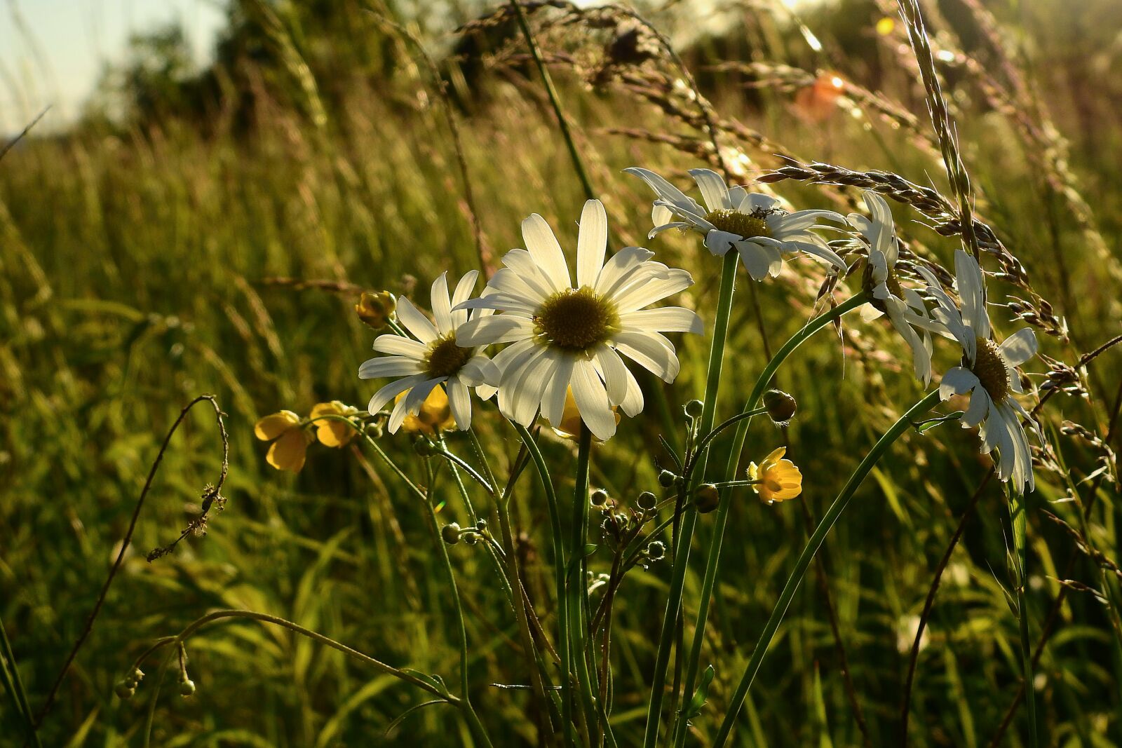 Nikon Coolpix P900 sample photo. Meadow, daisies, flowers photography