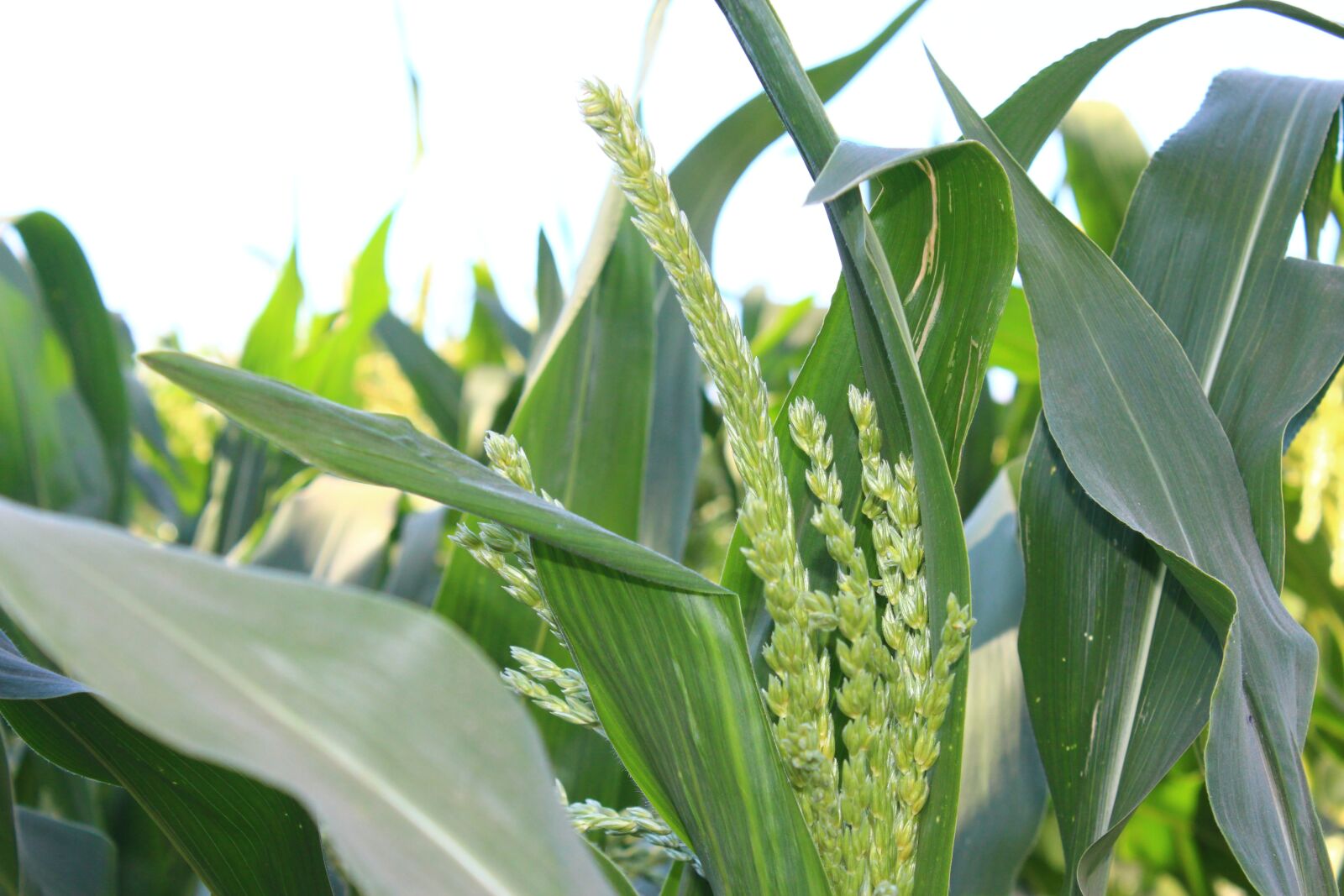 Canon EOS 600D (Rebel EOS T3i / EOS Kiss X5) sample photo. Corn, field, agriculture photography
