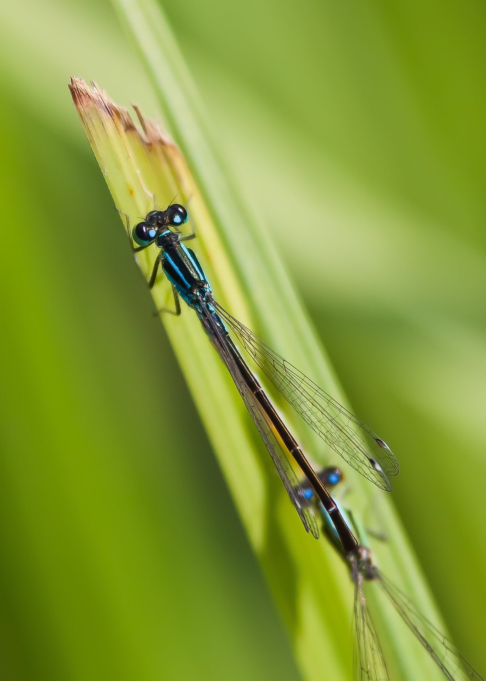 Canon EOS 50D sample photo. Dragonfly, water, waters photography