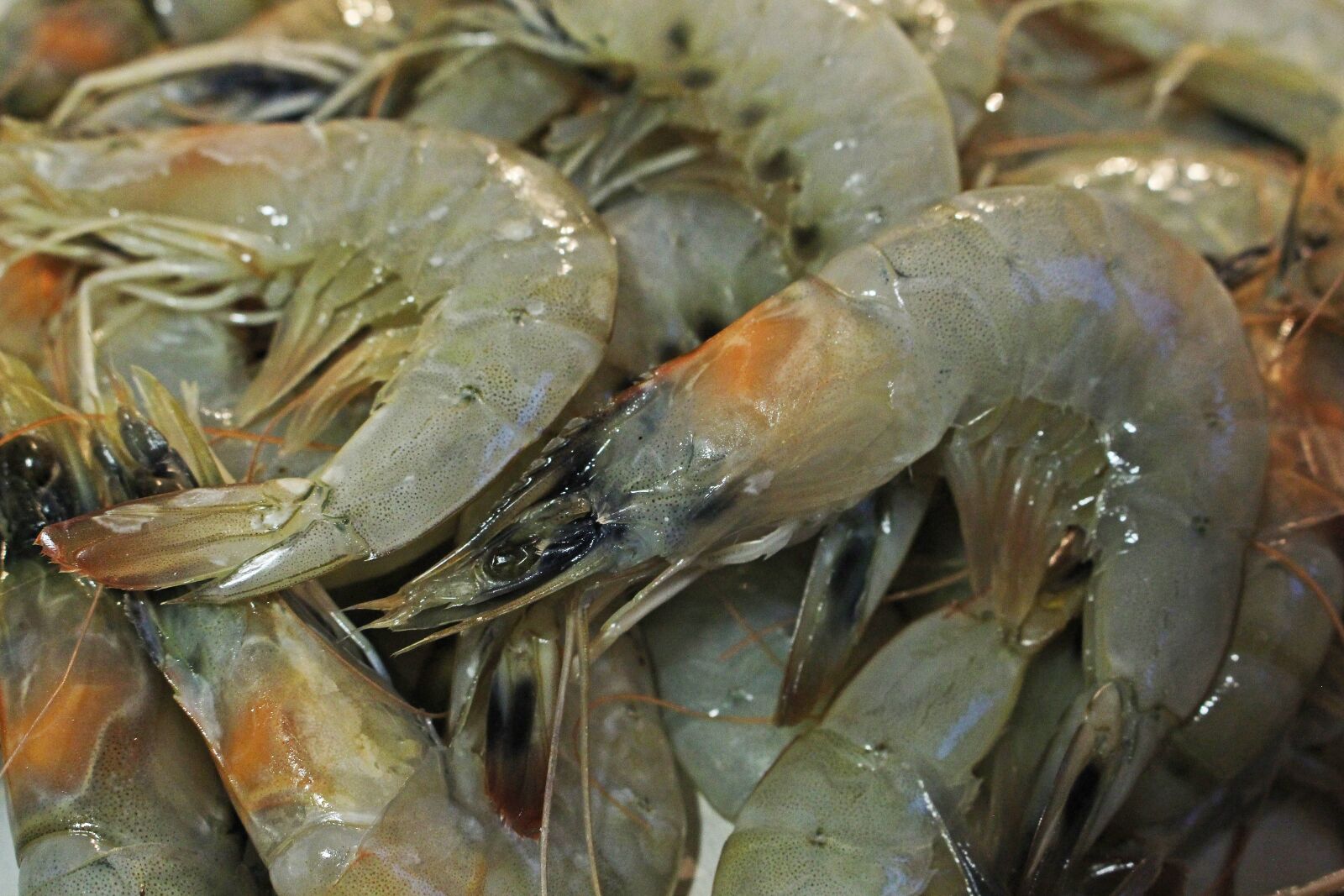 Canon EOS 700D (EOS Rebel T5i / EOS Kiss X7i) sample photo. Tiger prawns, shrimp, freshly photography