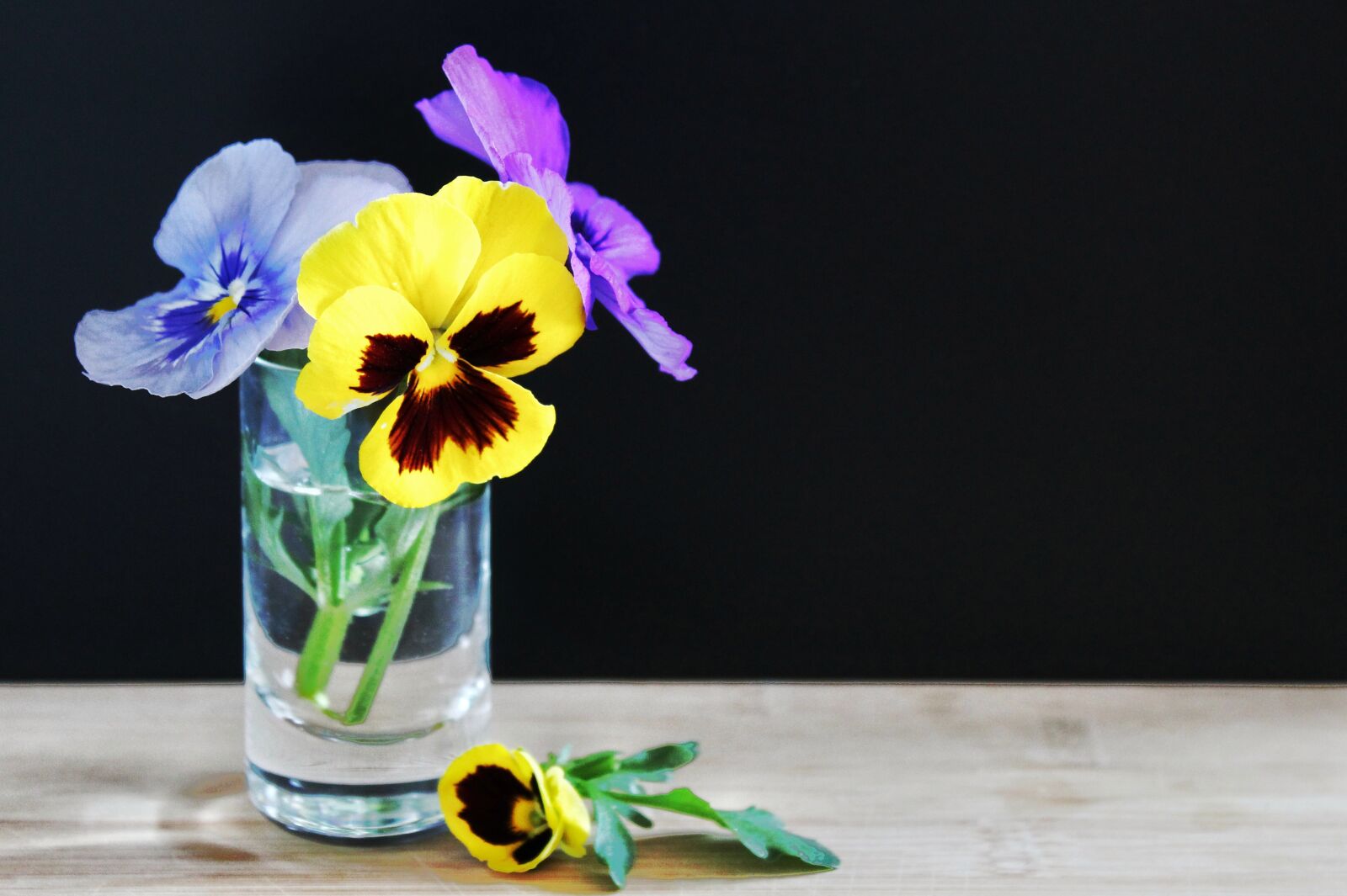 Canon EOS 1300D (EOS Rebel T6 / EOS Kiss X80) sample photo. Spring, flowers, pansy photography