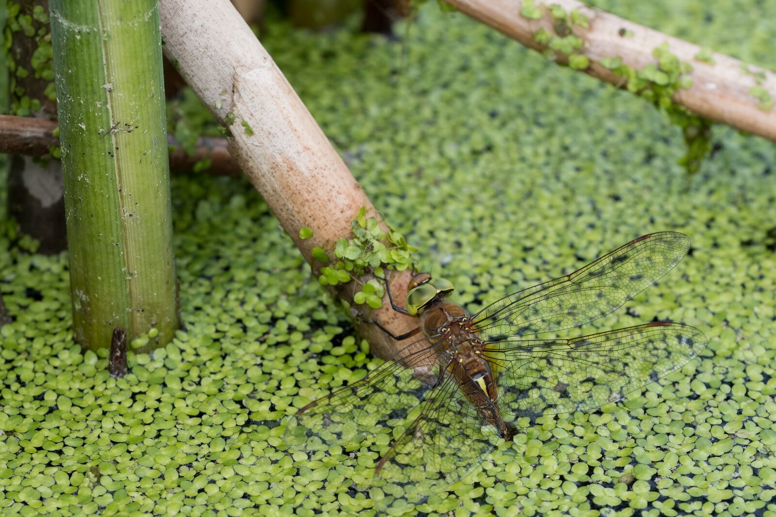 Fujifilm XF 80mm F2.8 R LM OIS WR Macro sample photo. Dragonfly, aeshna isoceles, water photography
