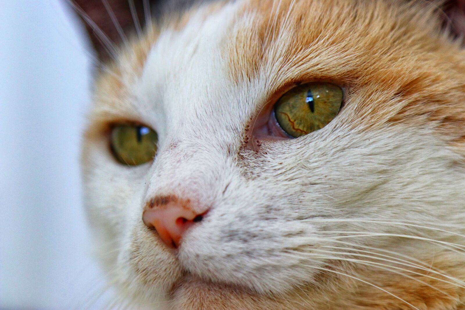 Canon EF 24-105mm F4L IS USM sample photo. Cat, eyes photography