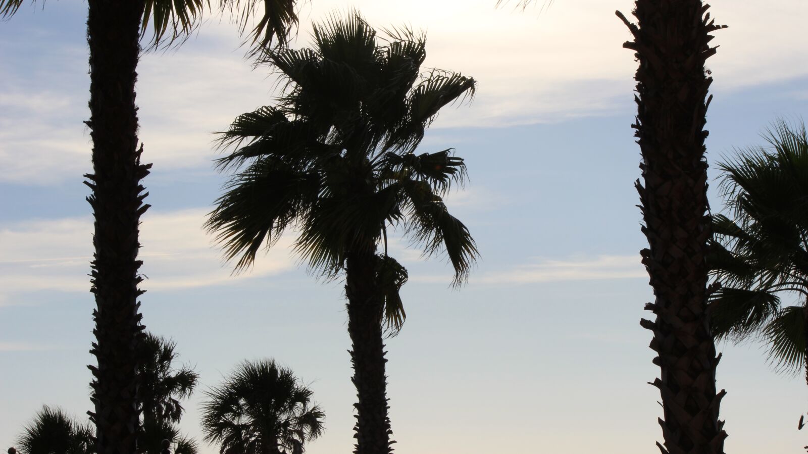 Canon EOS 600D (Rebel EOS T3i / EOS Kiss X5) sample photo. Florida, palms, silhouette photography