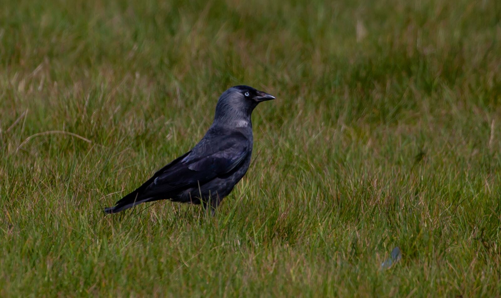Canon EOS 5D Mark II sample photo. Jackdaw, black bird, grass photography