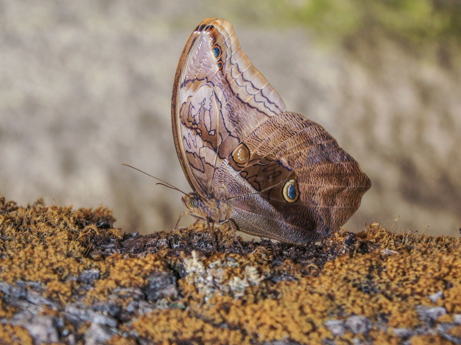 Sony SLT-A55 (SLT-A55V) sample photo. Butterfly, wings, butterfly wings photography