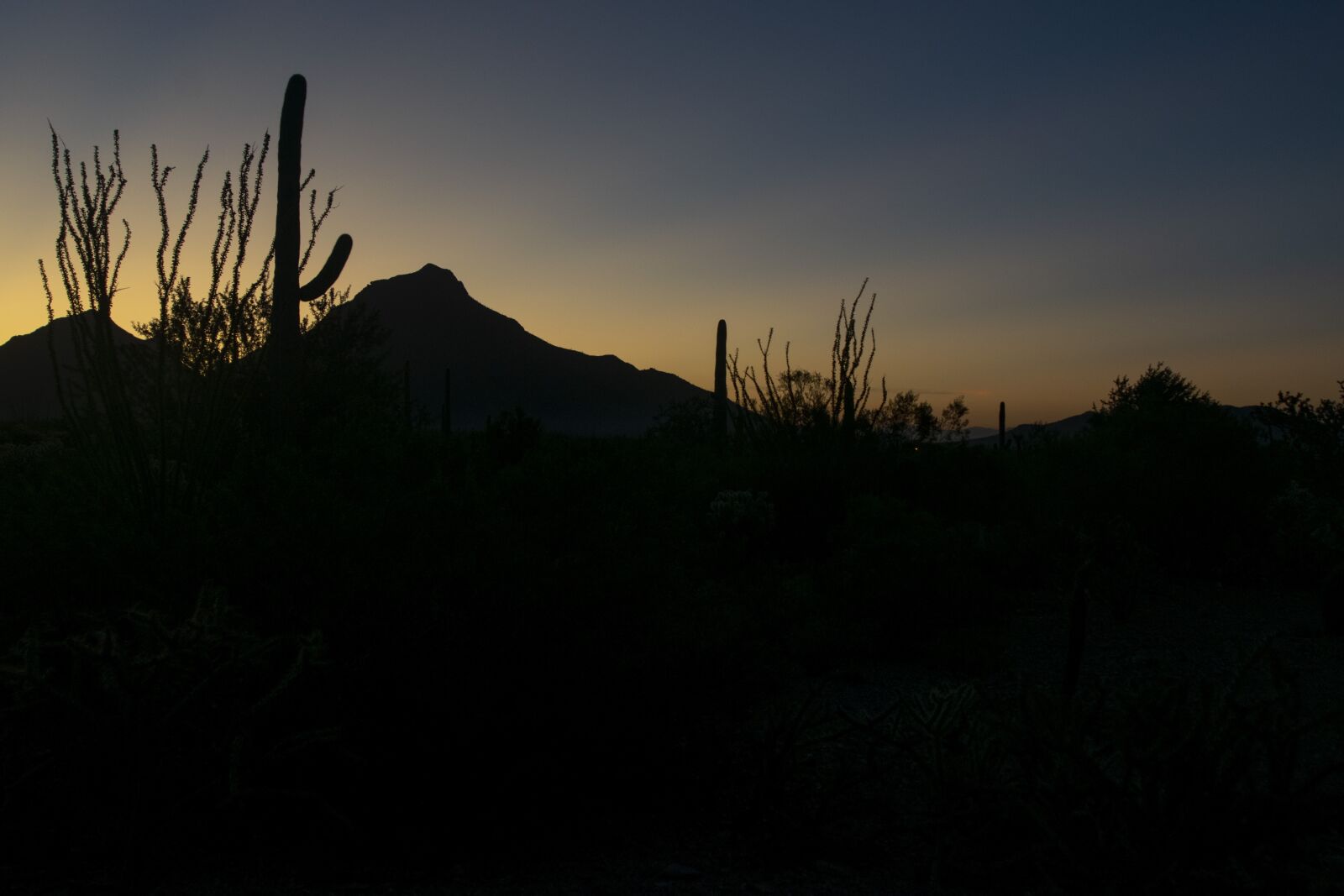 Nikon D3300 sample photo. Saguaro, desert, sonora photography