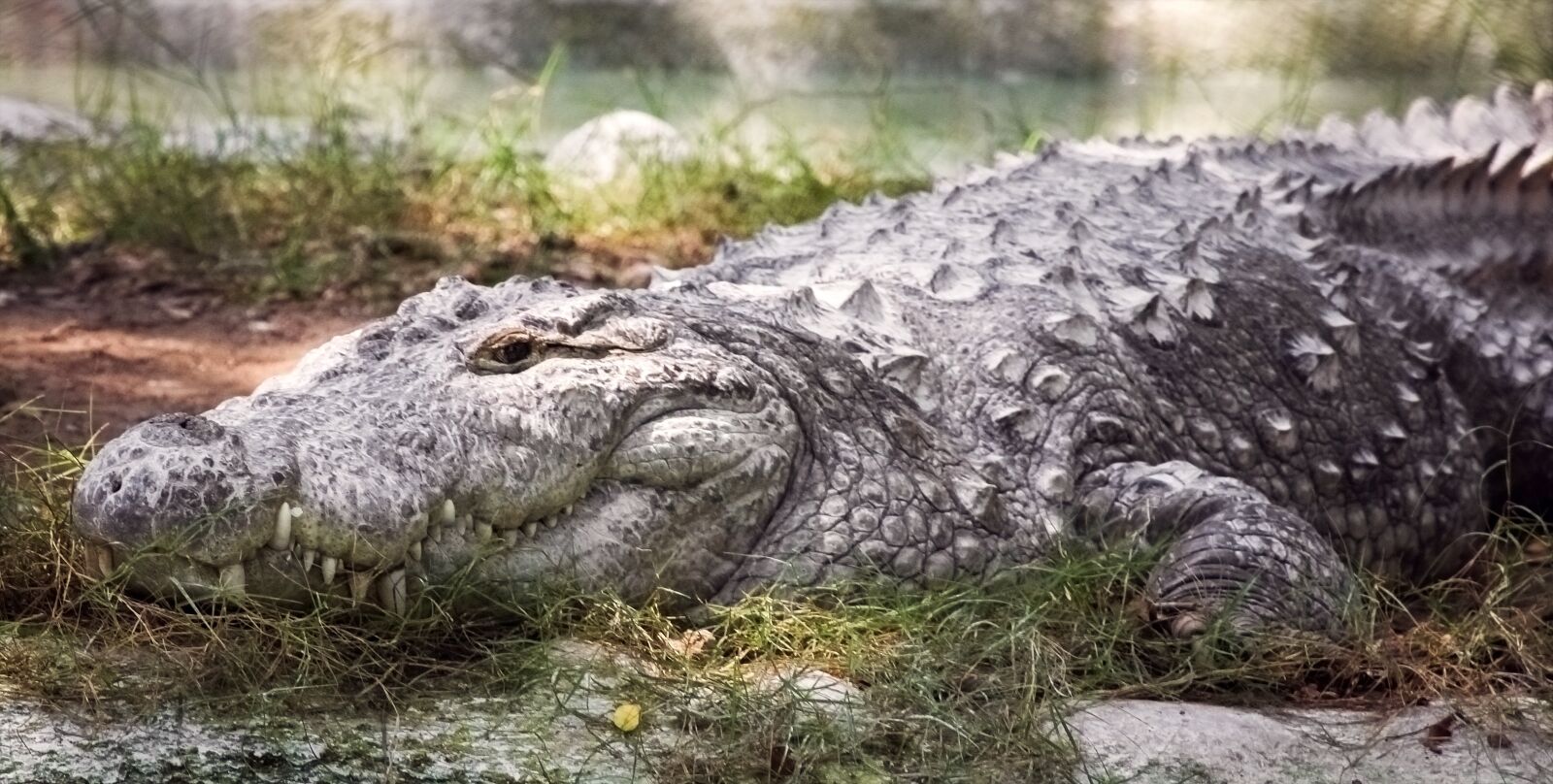 Canon EF-S 55-250mm F4-5.6 IS II sample photo. Crocodile, reptile, predator photography