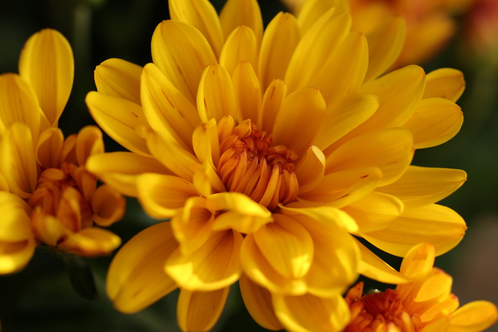 Canon EOS 80D sample photo. Chrysanthemum, flowers, flora photography