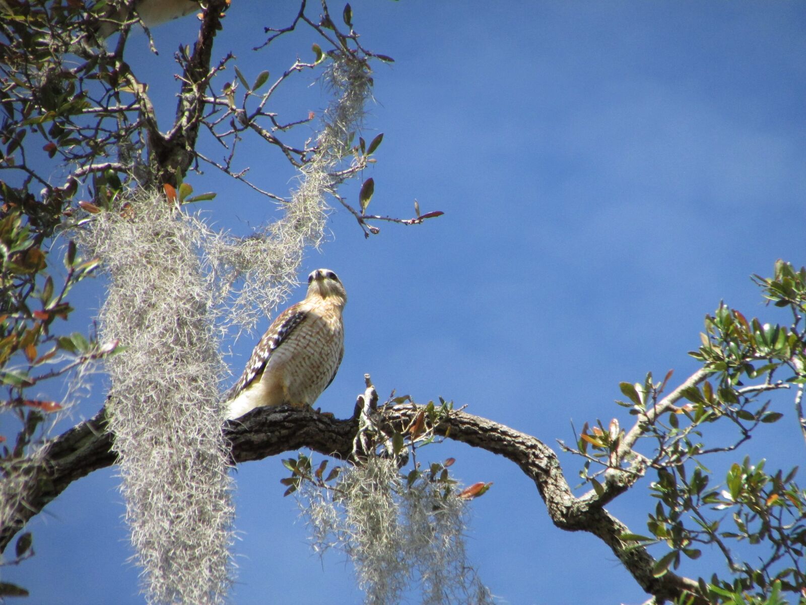 Canon PowerShot SX500 IS sample photo. Hawk, bird, nature photography