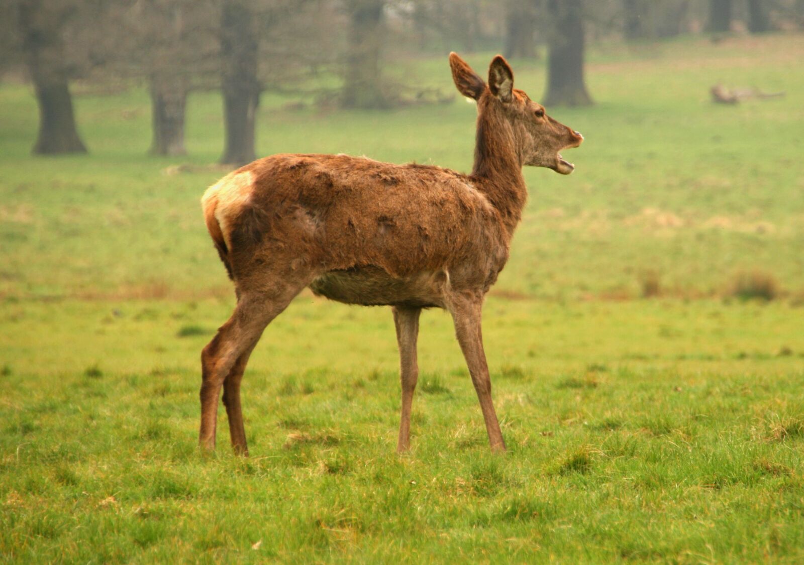 Canon EOS 400D (EOS Digital Rebel XTi / EOS Kiss Digital X) sample photo. Deer, female, animal photography