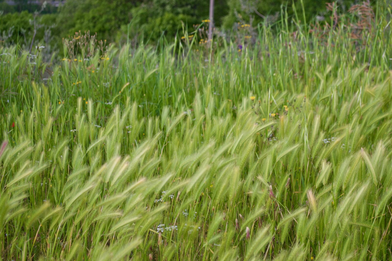 Nikon D3100 sample photo. Grass, mood, memories photography