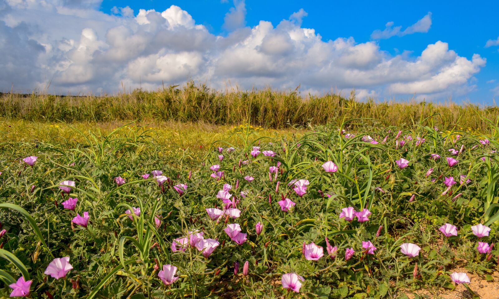 Nikon D3300 sample photo. Spring, field, flowers photography